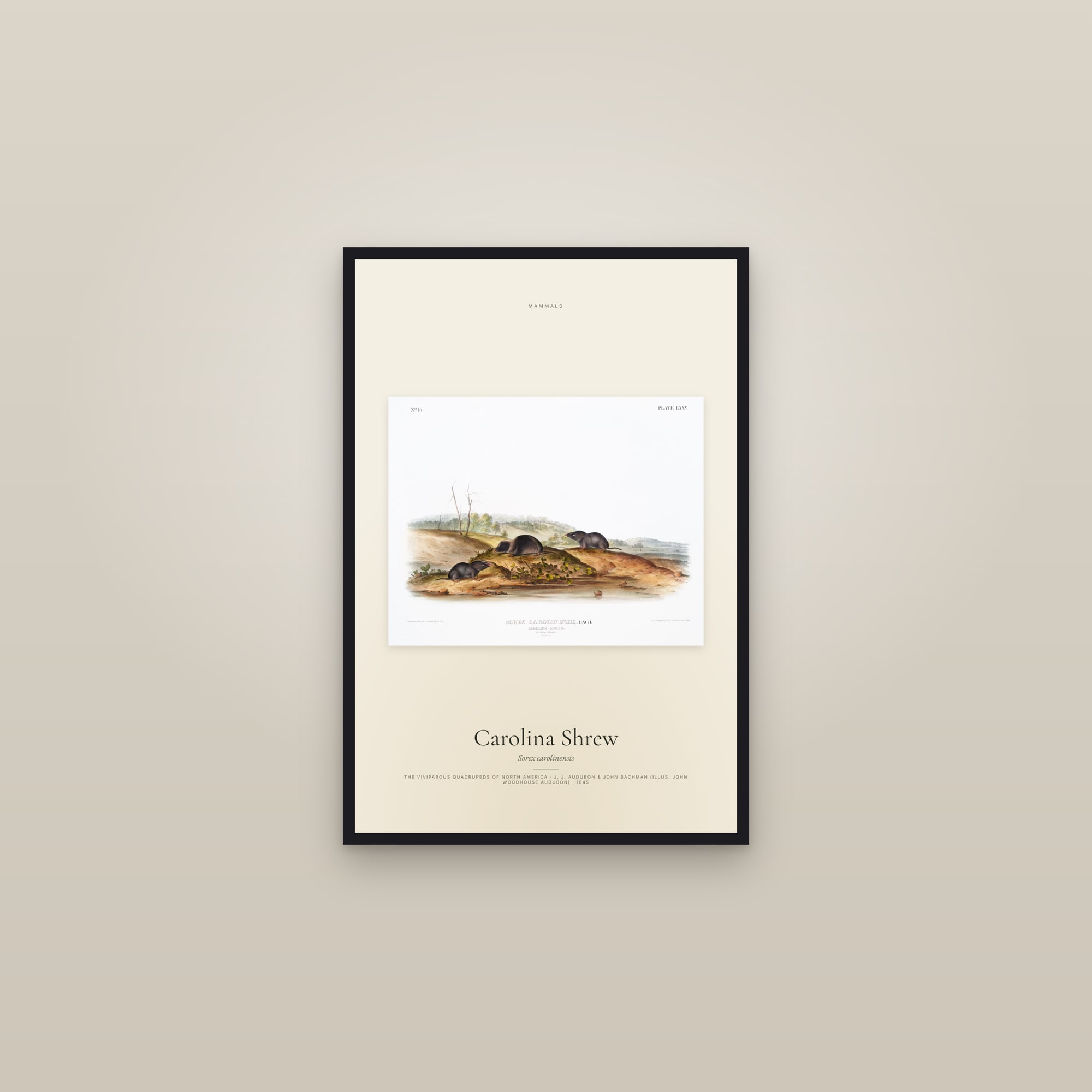 Carolina Shrew — framed in a gallery setting