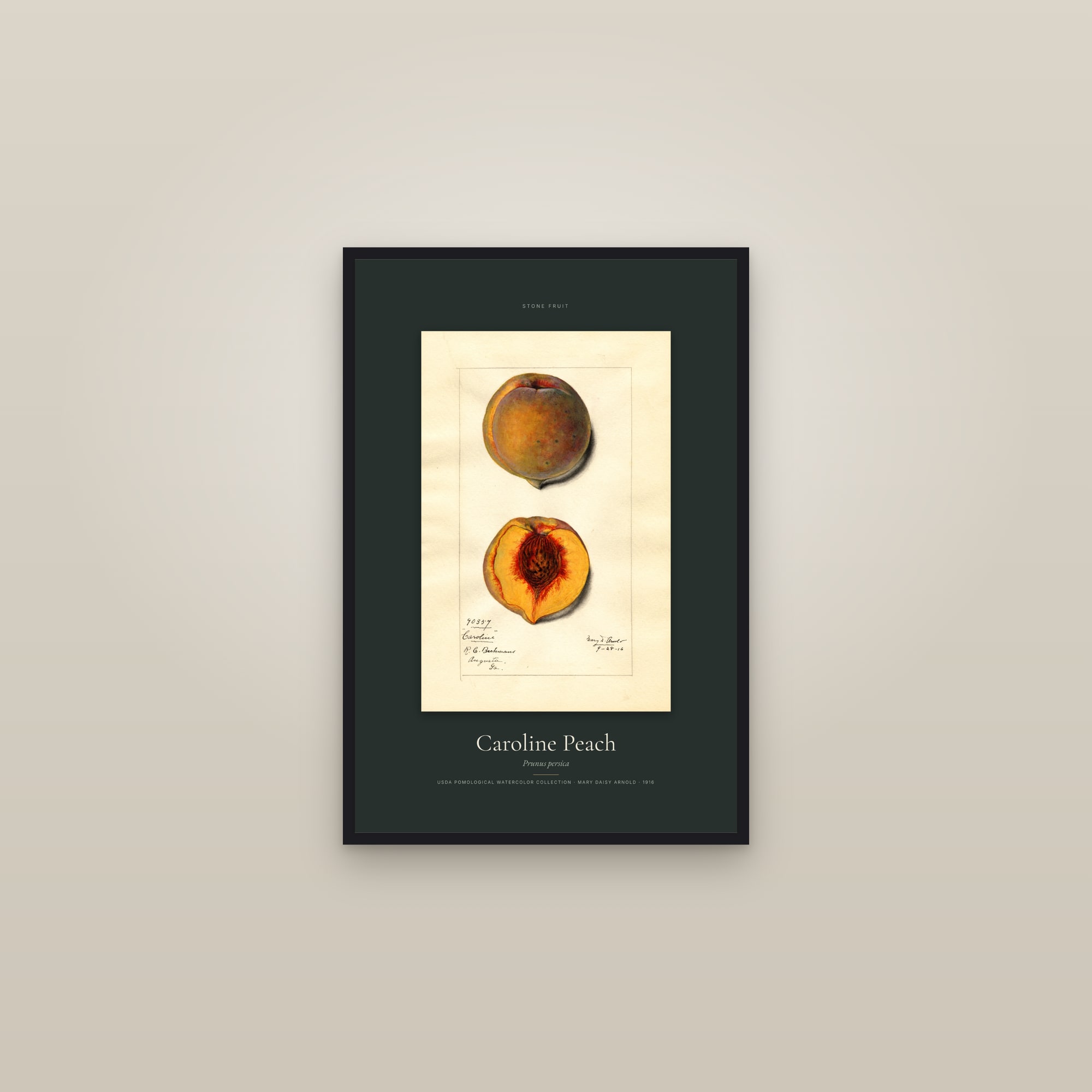 Caroline Peach — Specimen — framed in a gallery setting