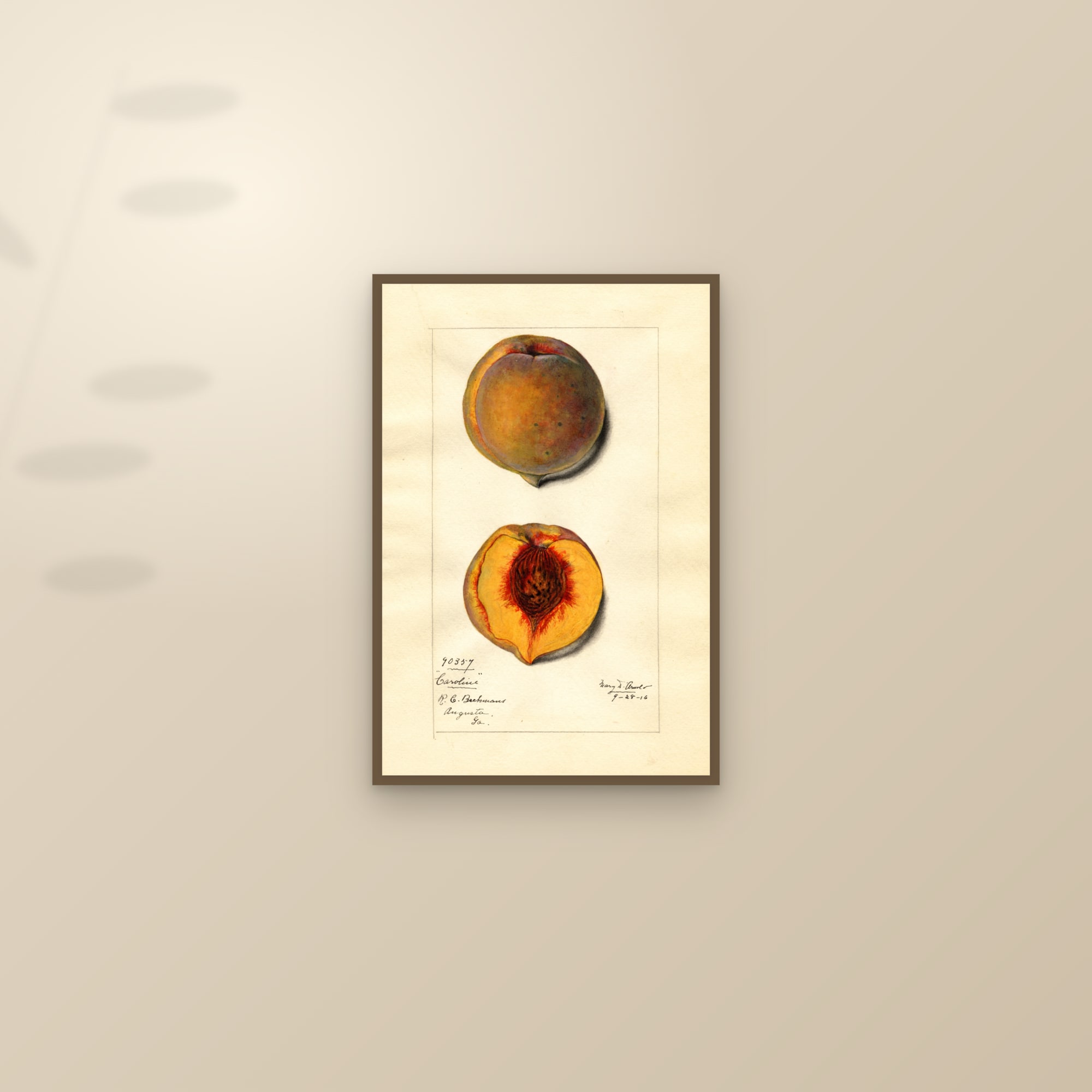 Caroline Peach — framed and styled on a sunlit wall