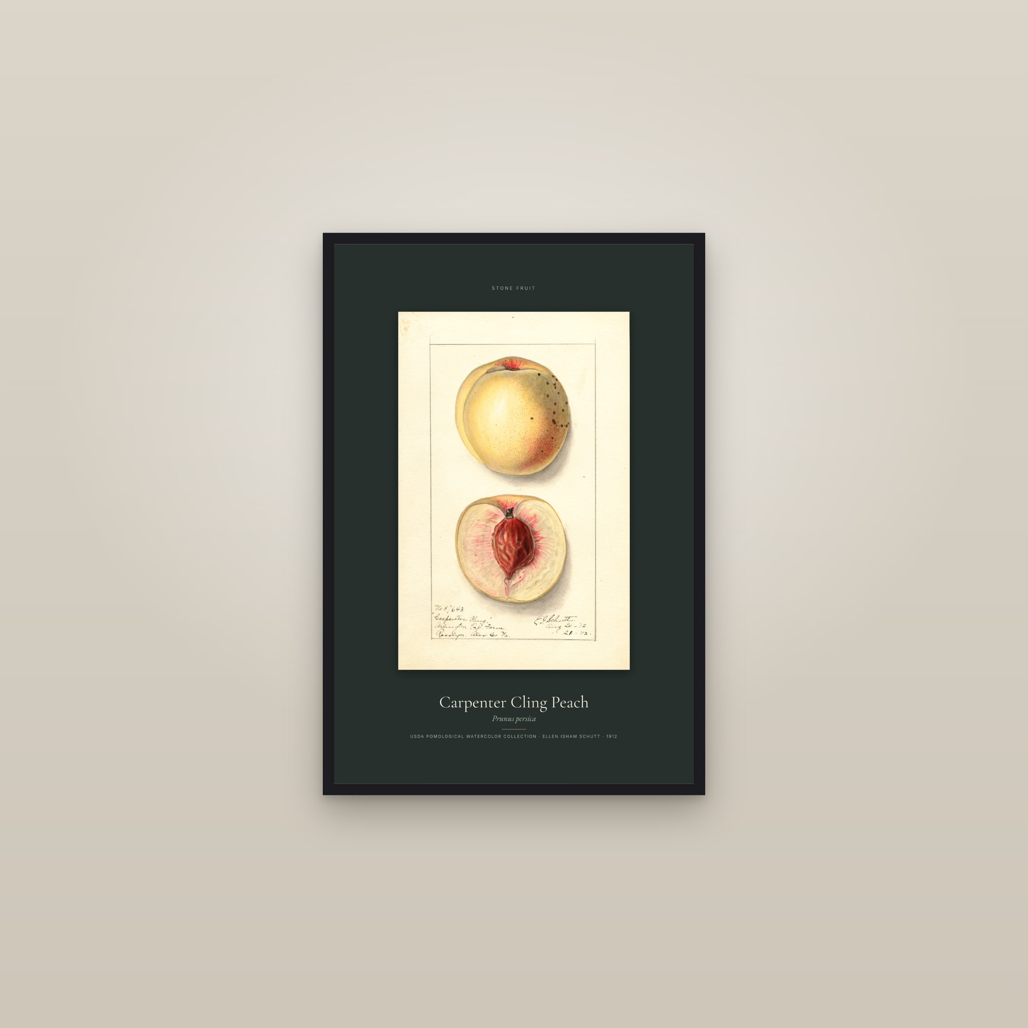 Carpenter Cling Peach — Specimen — framed in a gallery setting