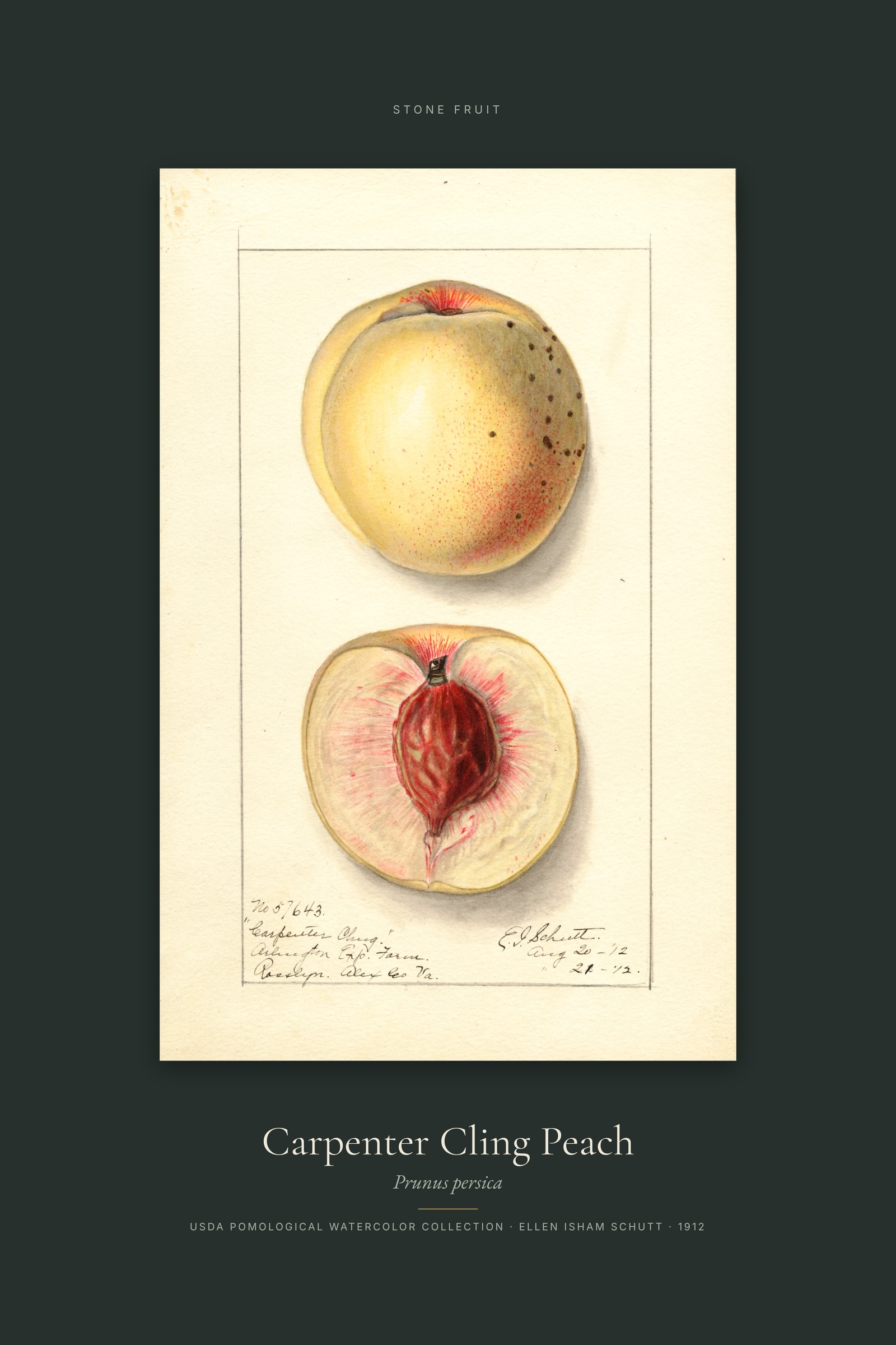 Carpenter Cling Peach — Specimen