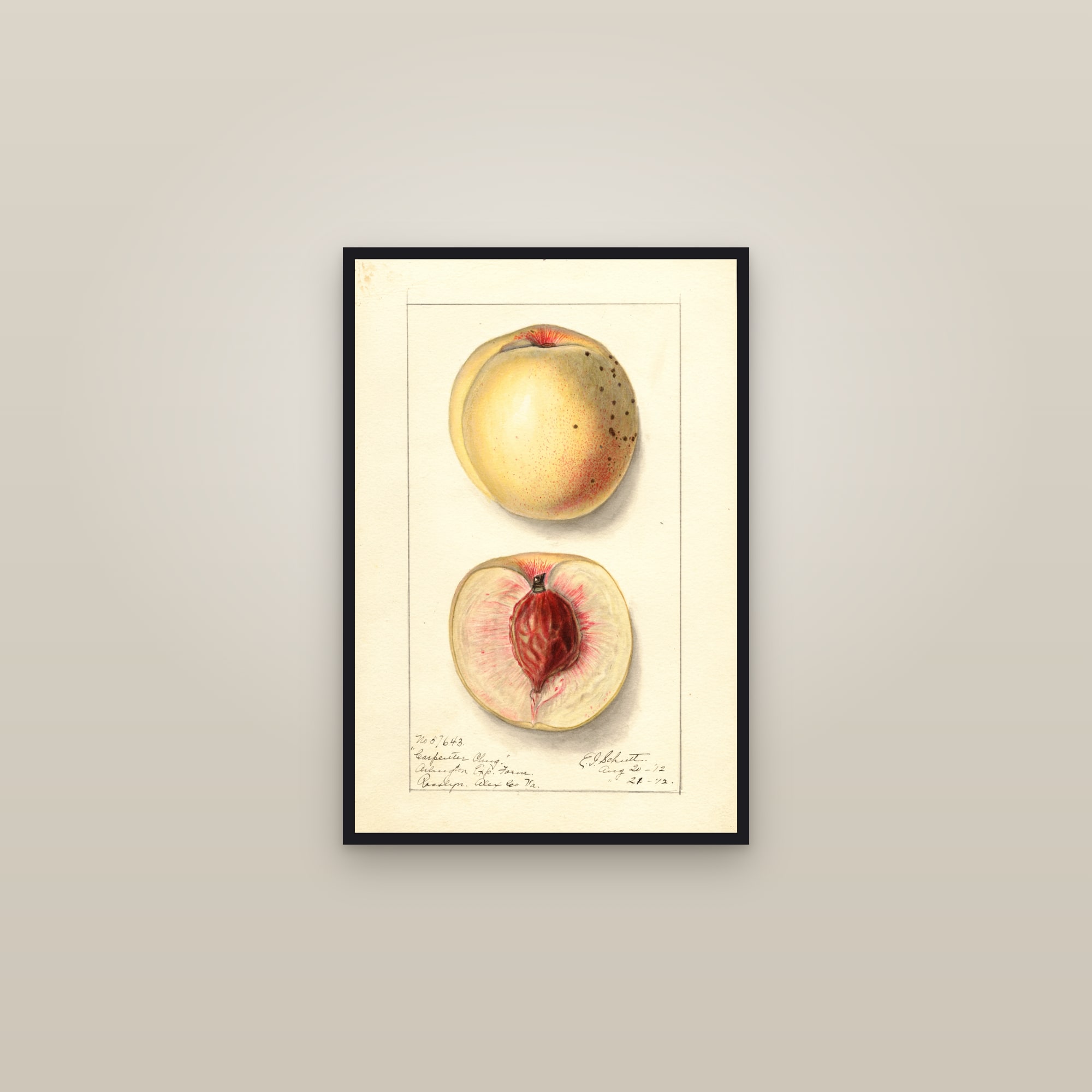 Carpenter Cling Peach — framed in a gallery setting