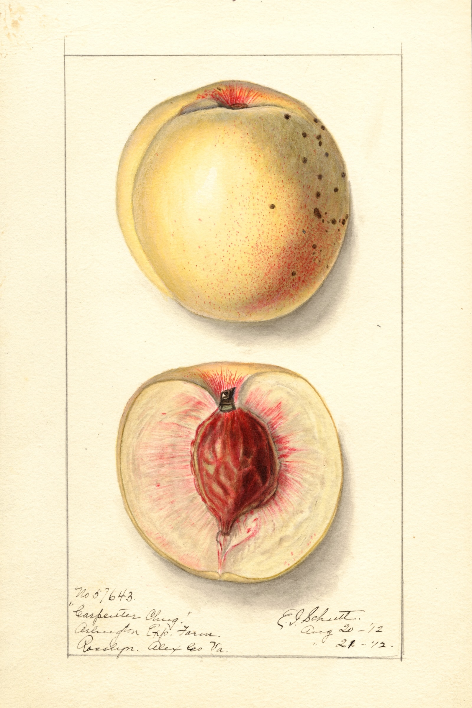 Carpenter Cling Peach