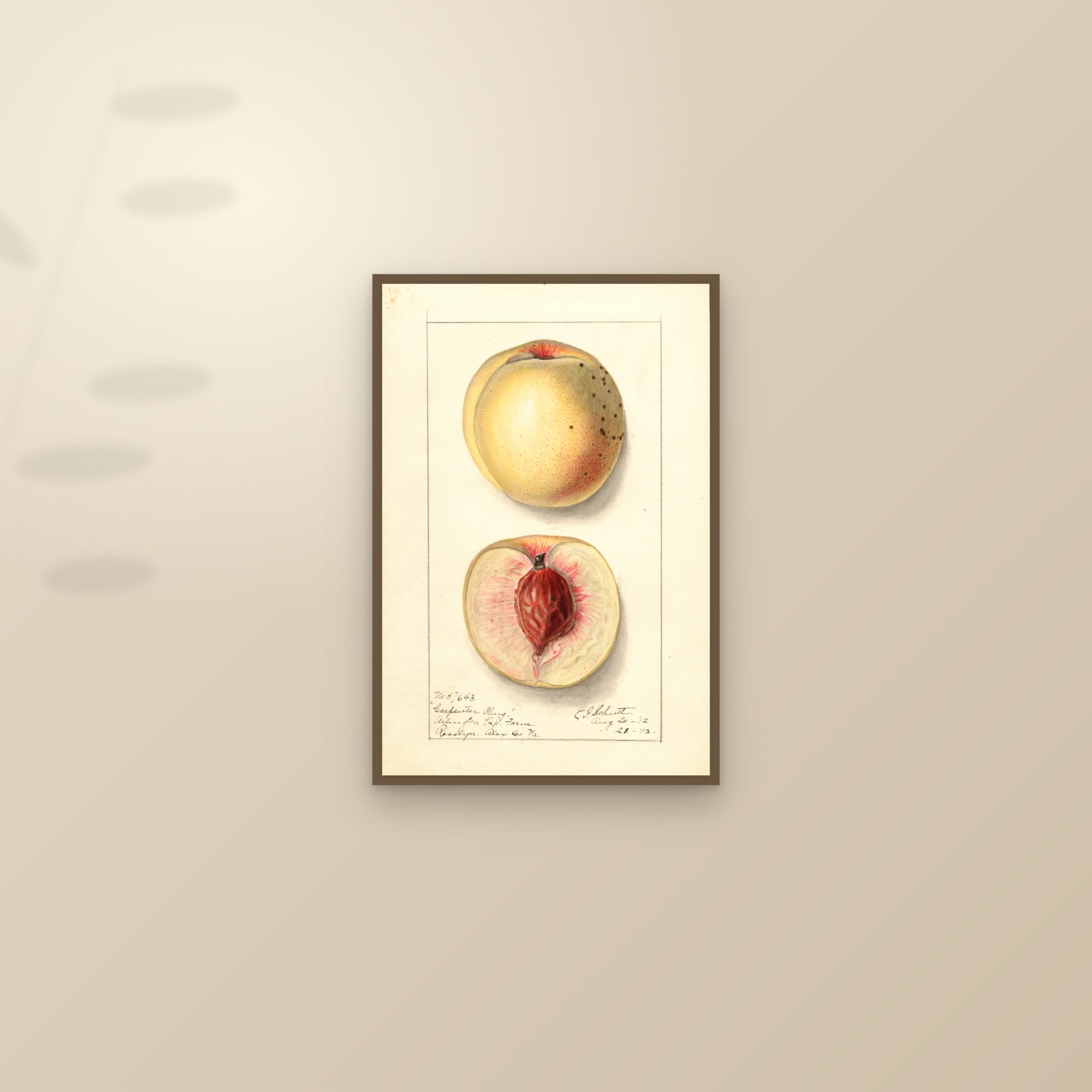Carpenter Cling Peach — framed and styled on a sunlit wall