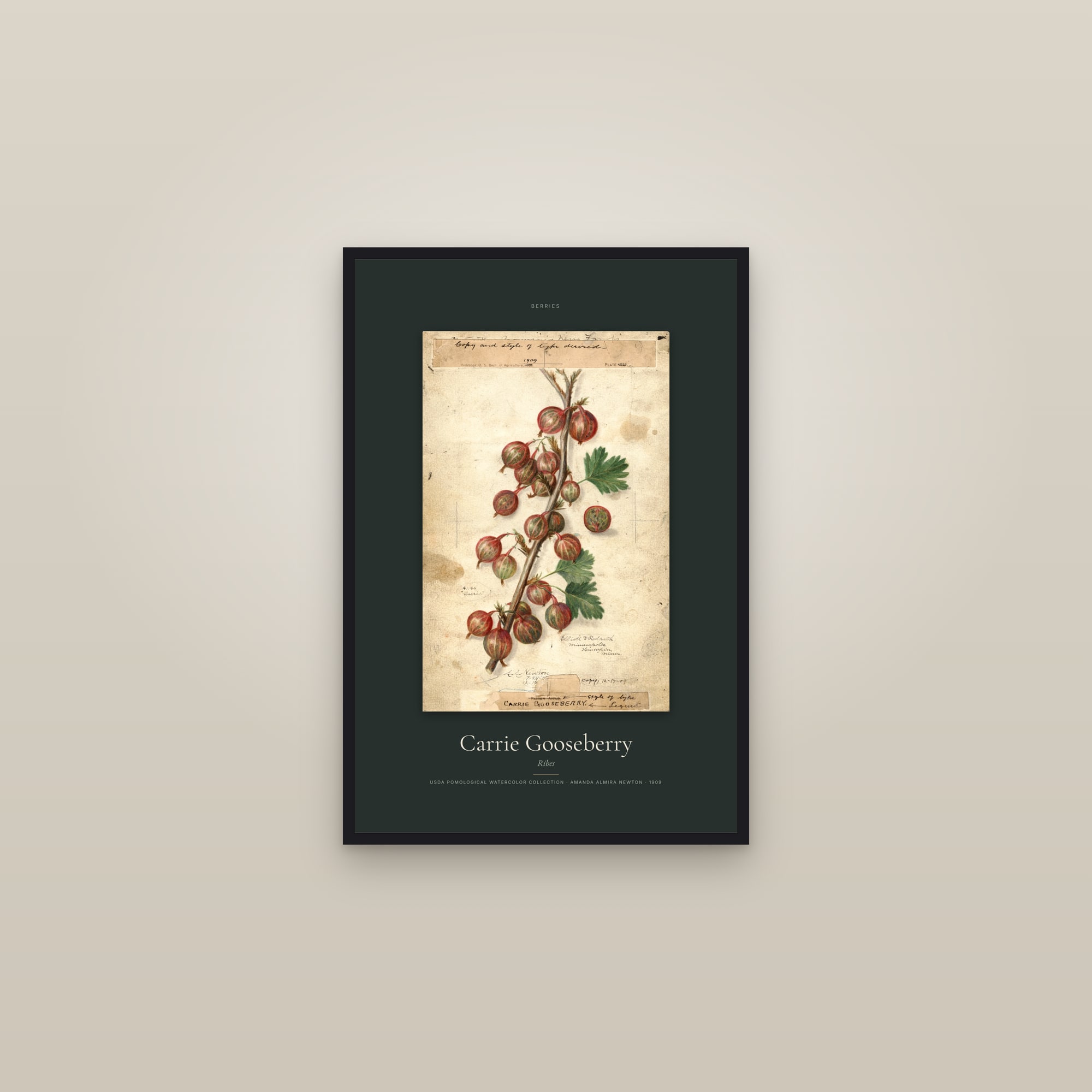 Carrie Gooseberry — Specimen — framed in a gallery setting