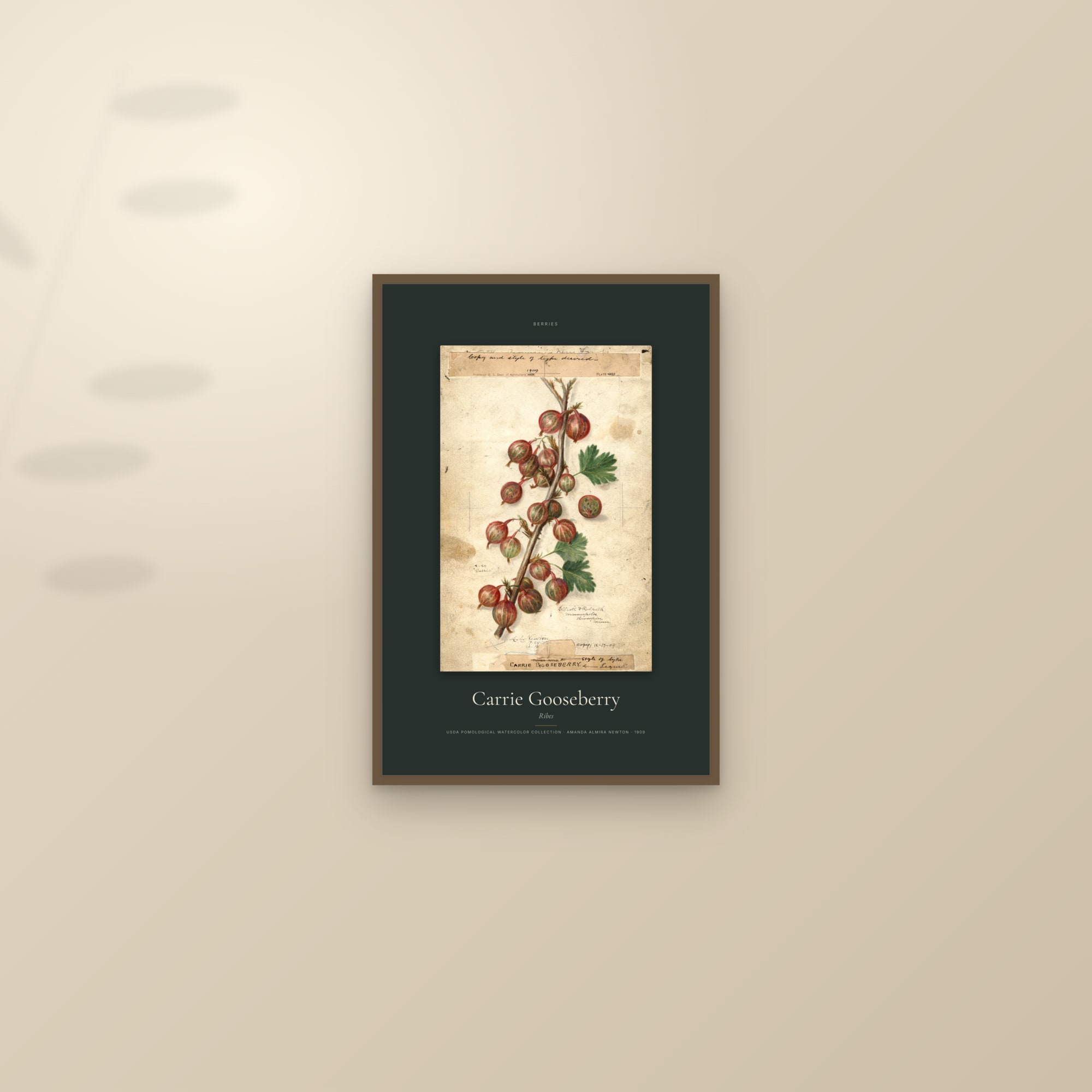 Carrie Gooseberry — Specimen — framed and styled on a sunlit wall