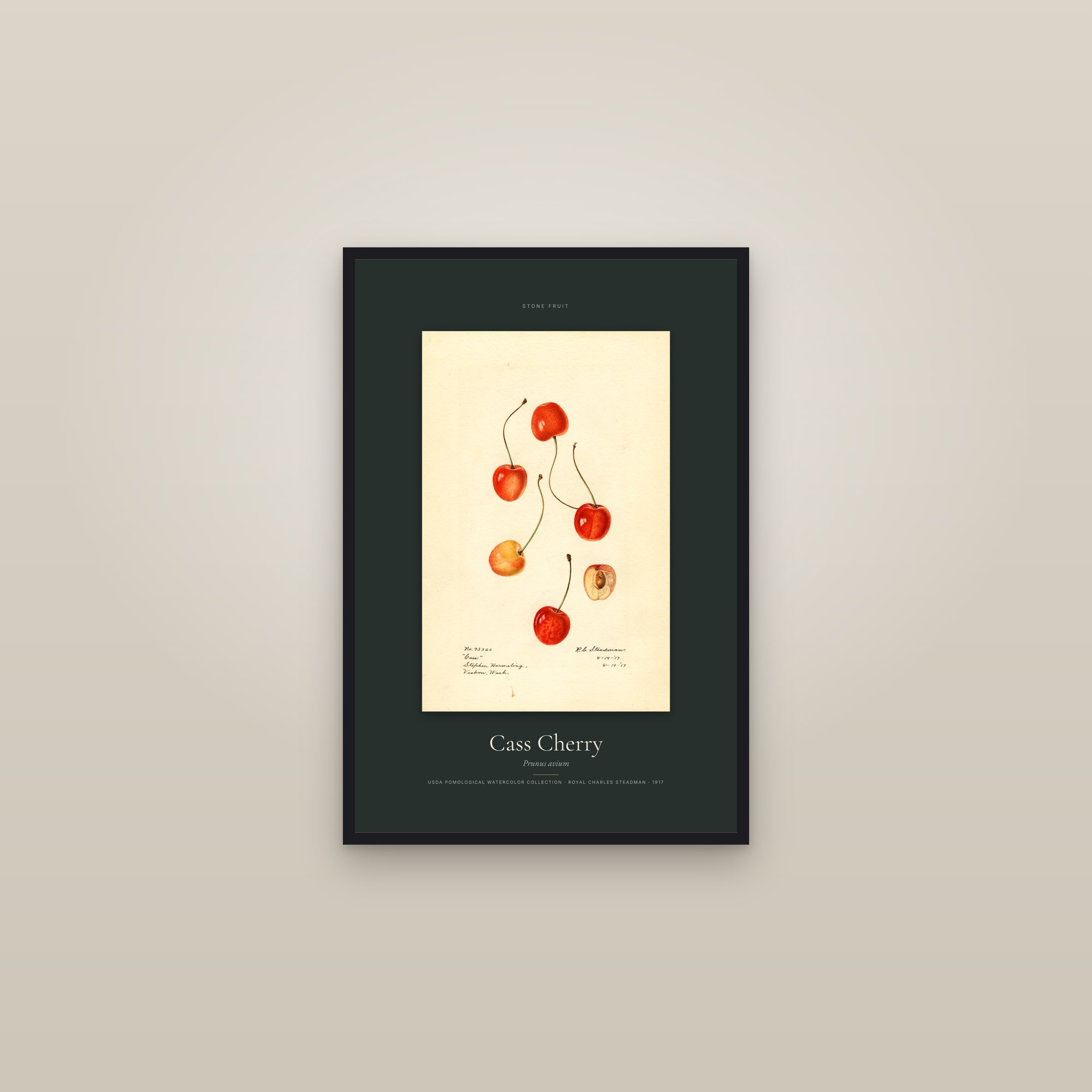 Cass Cherry — Specimen — framed in a gallery setting