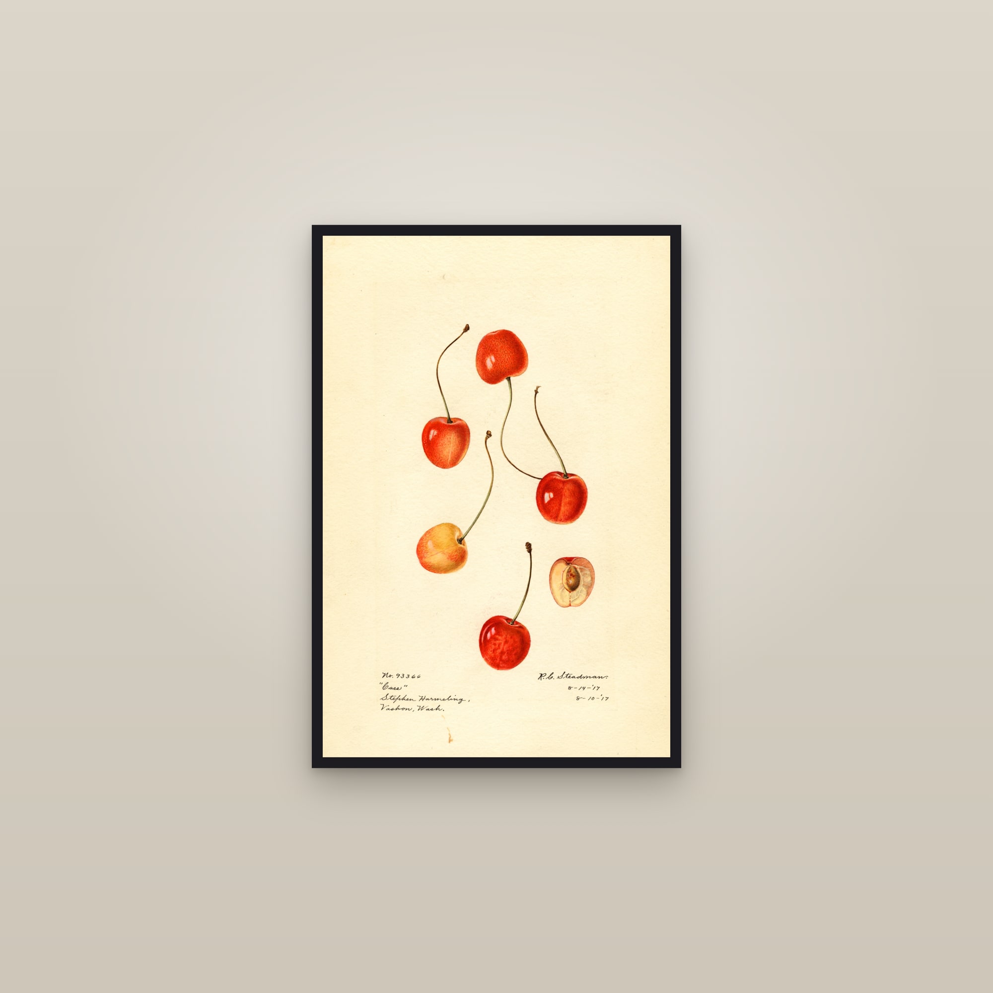 Cass Cherry — framed in a gallery setting