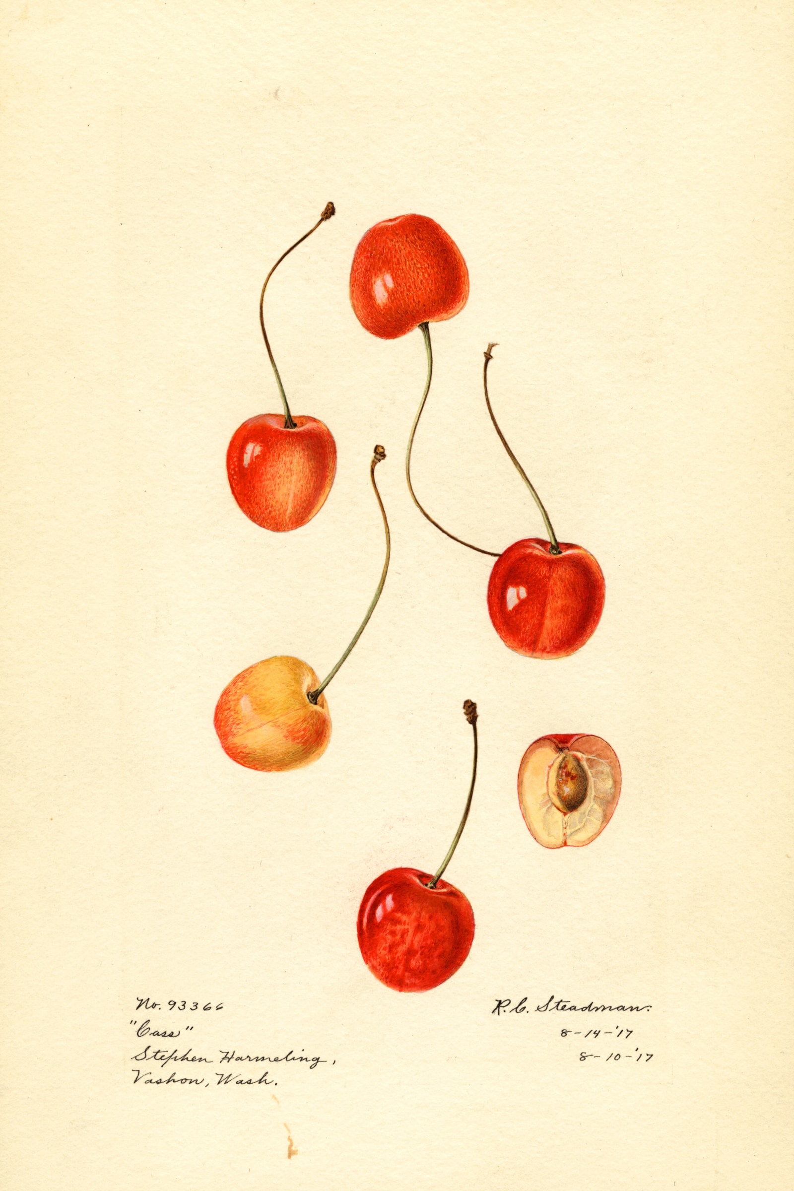 Cass Cherry