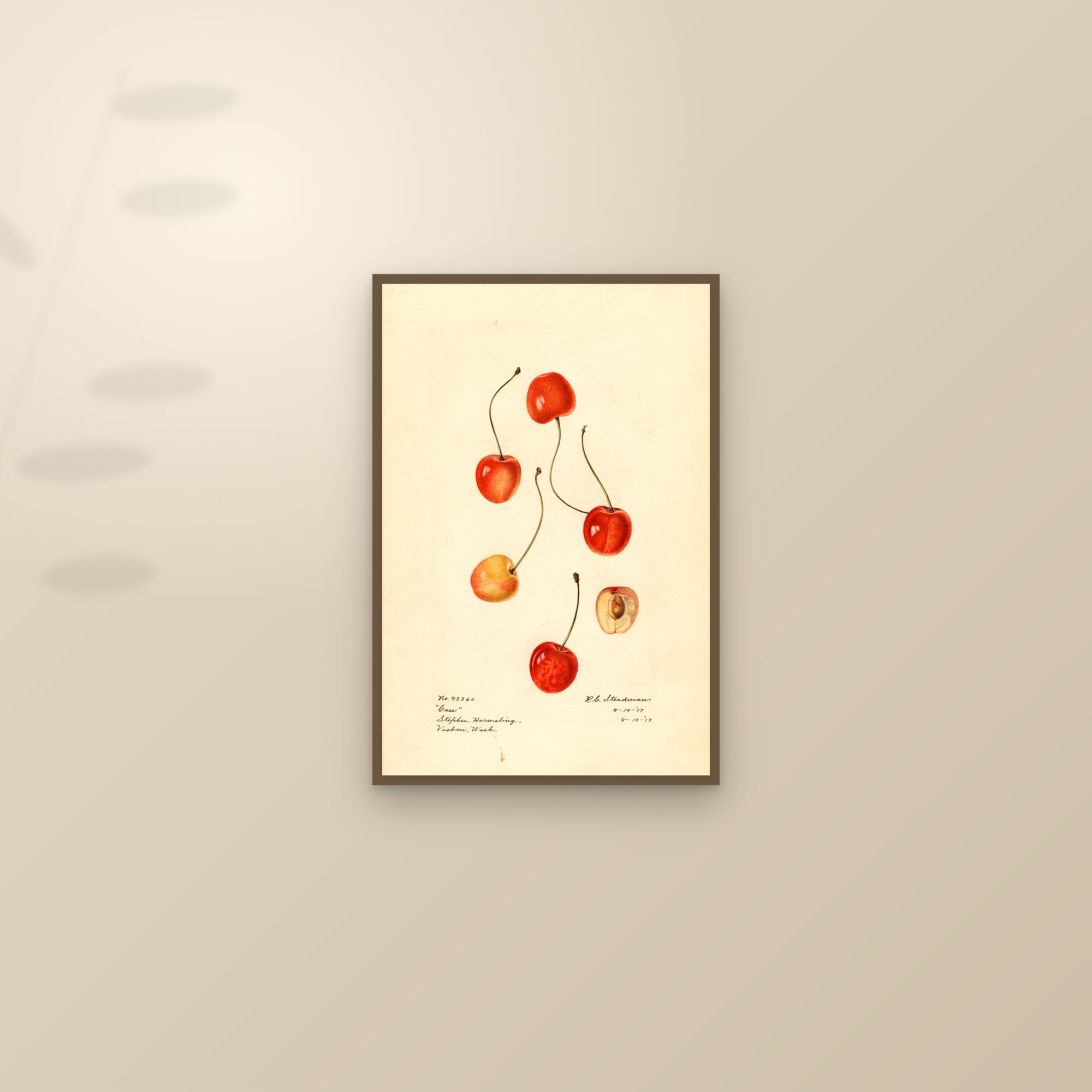 Cass Cherry — framed and styled on a sunlit wall