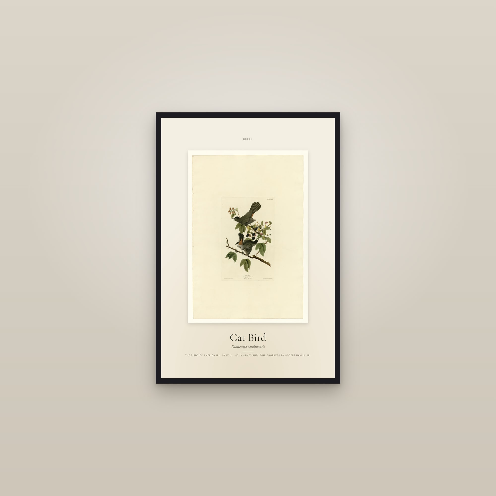 Cat Bird — Specimen — framed in a gallery setting