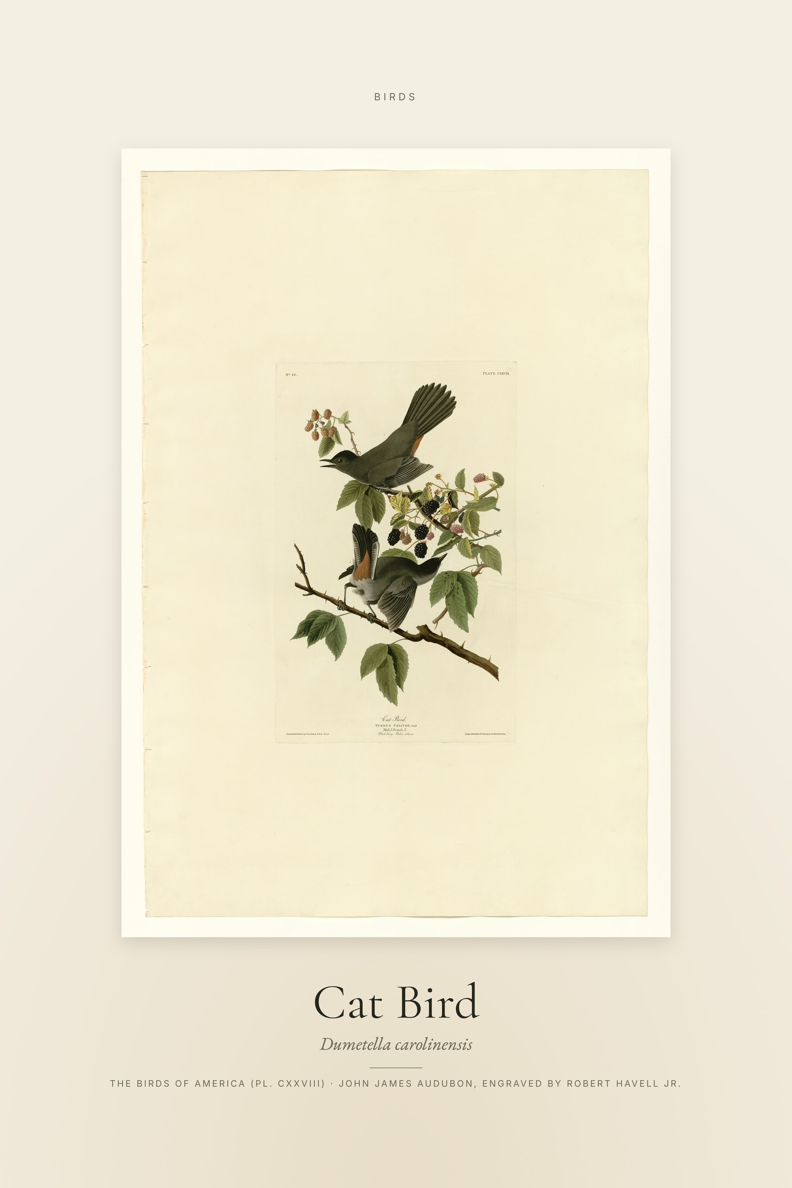 Cat Bird — Specimen