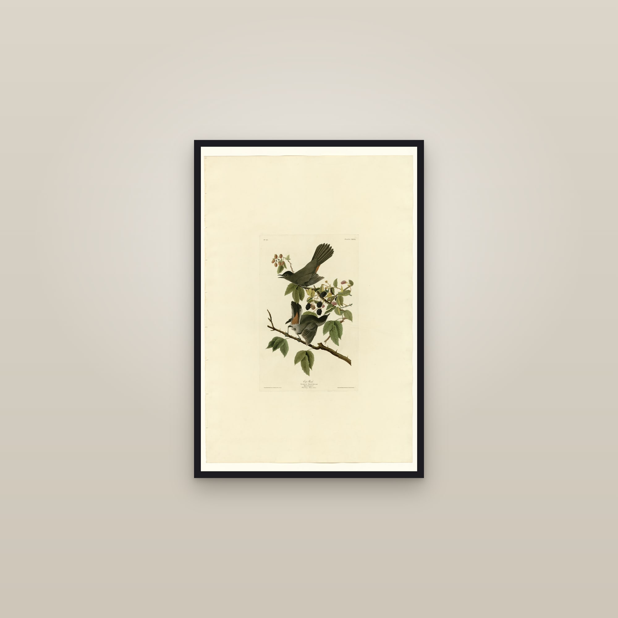 Cat Bird — framed in a gallery setting