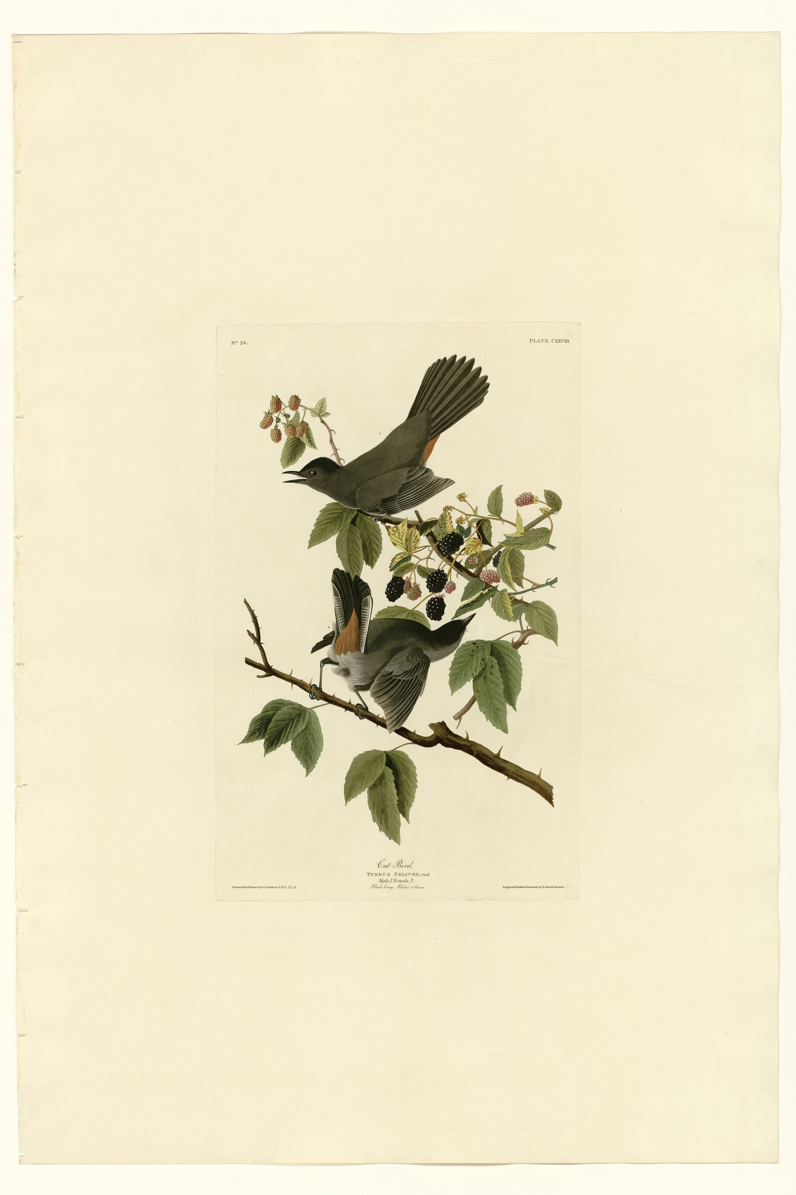 Cat Bird