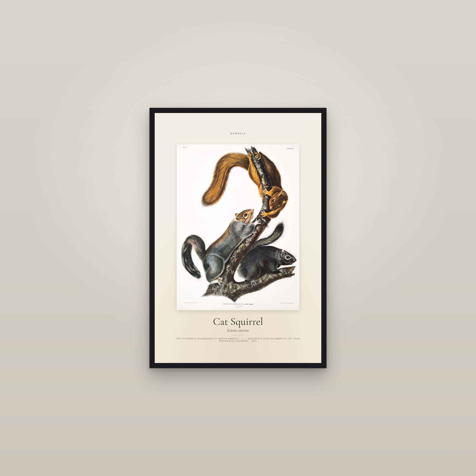 Cat Squirrel — Specimen — framed in a gallery setting