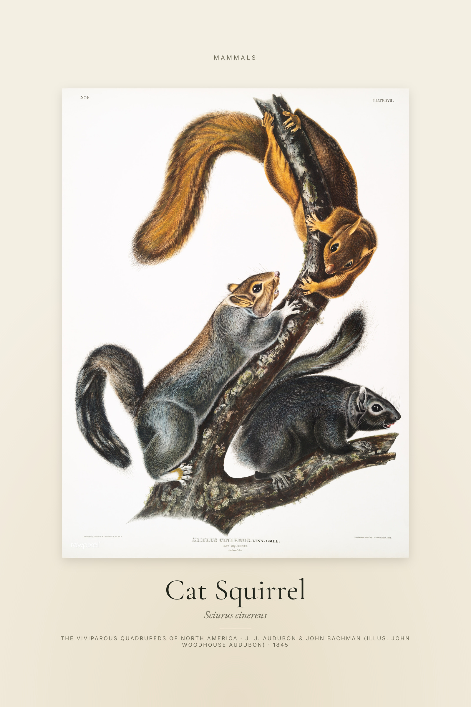 Cat Squirrel — Specimen
