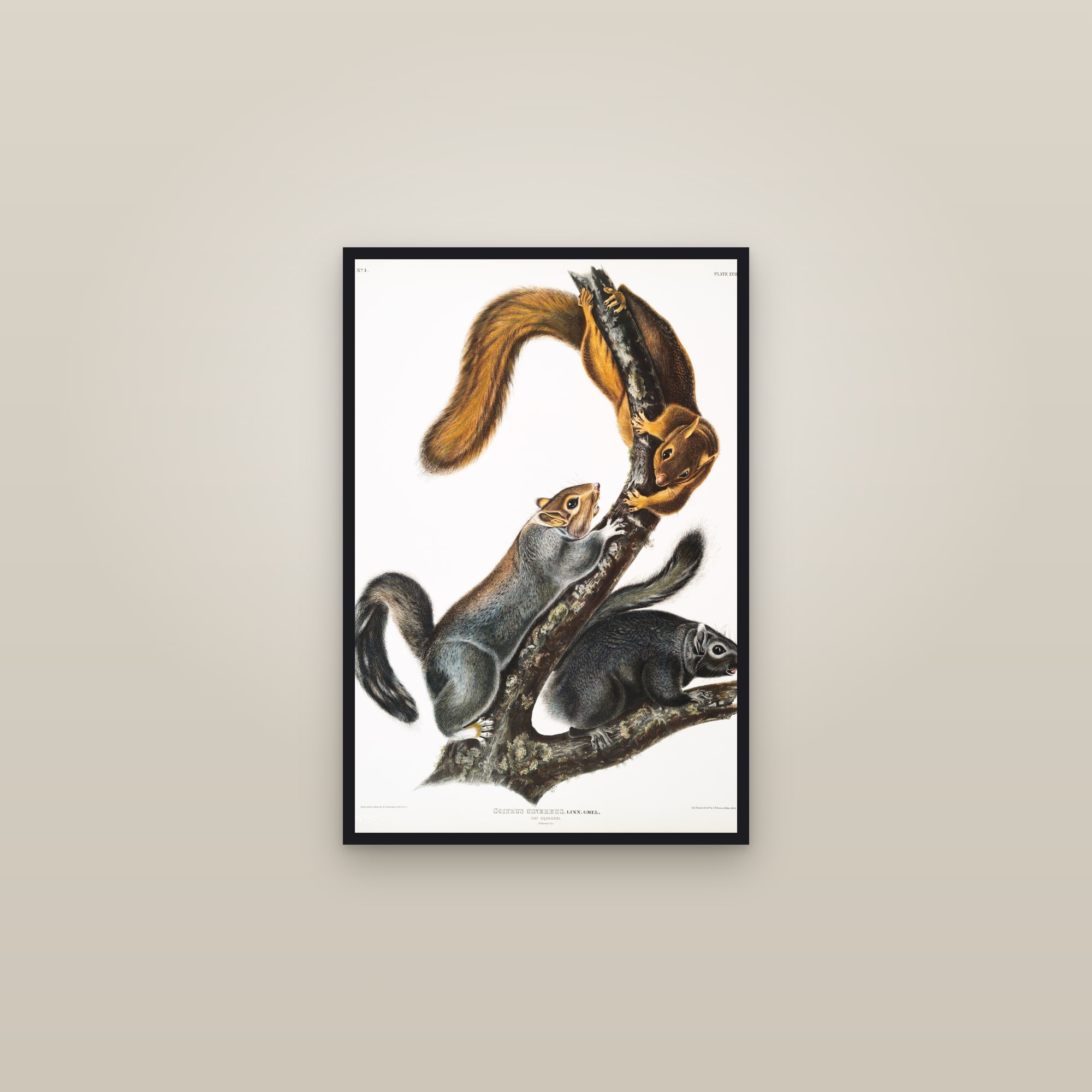 Cat Squirrel — framed in a gallery setting