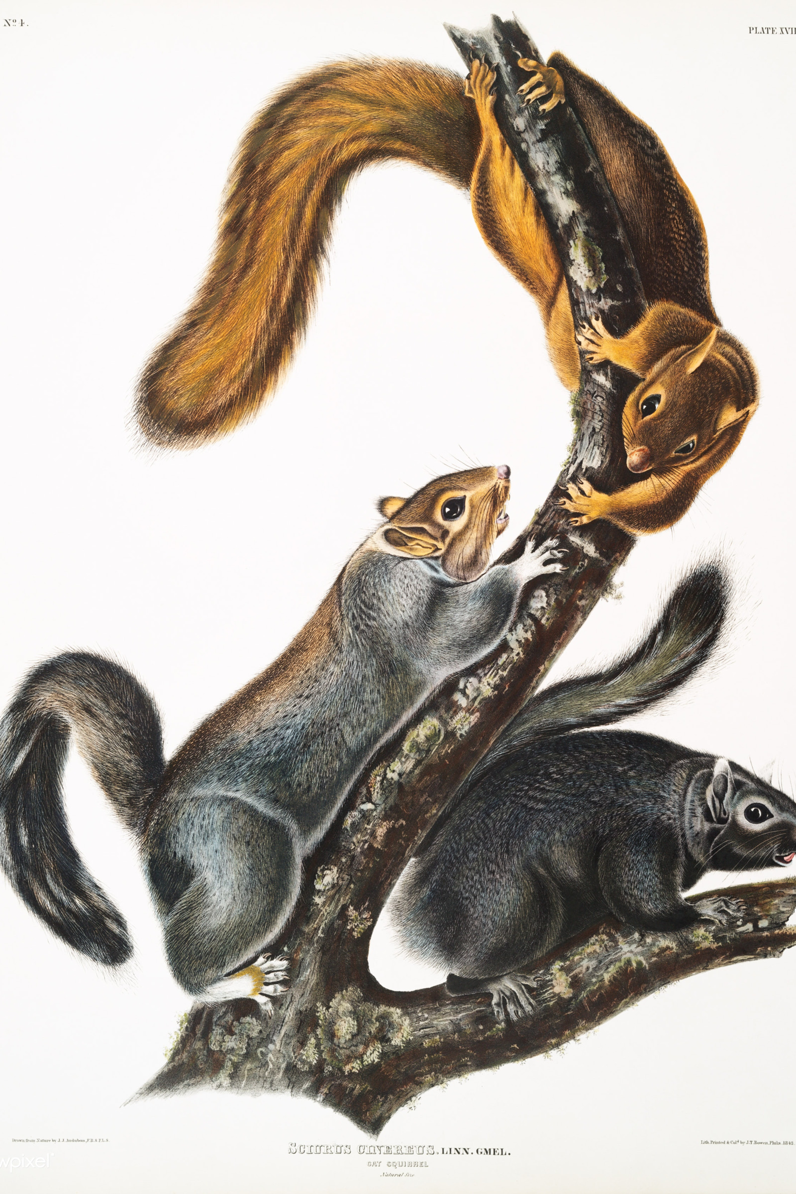 Cat Squirrel