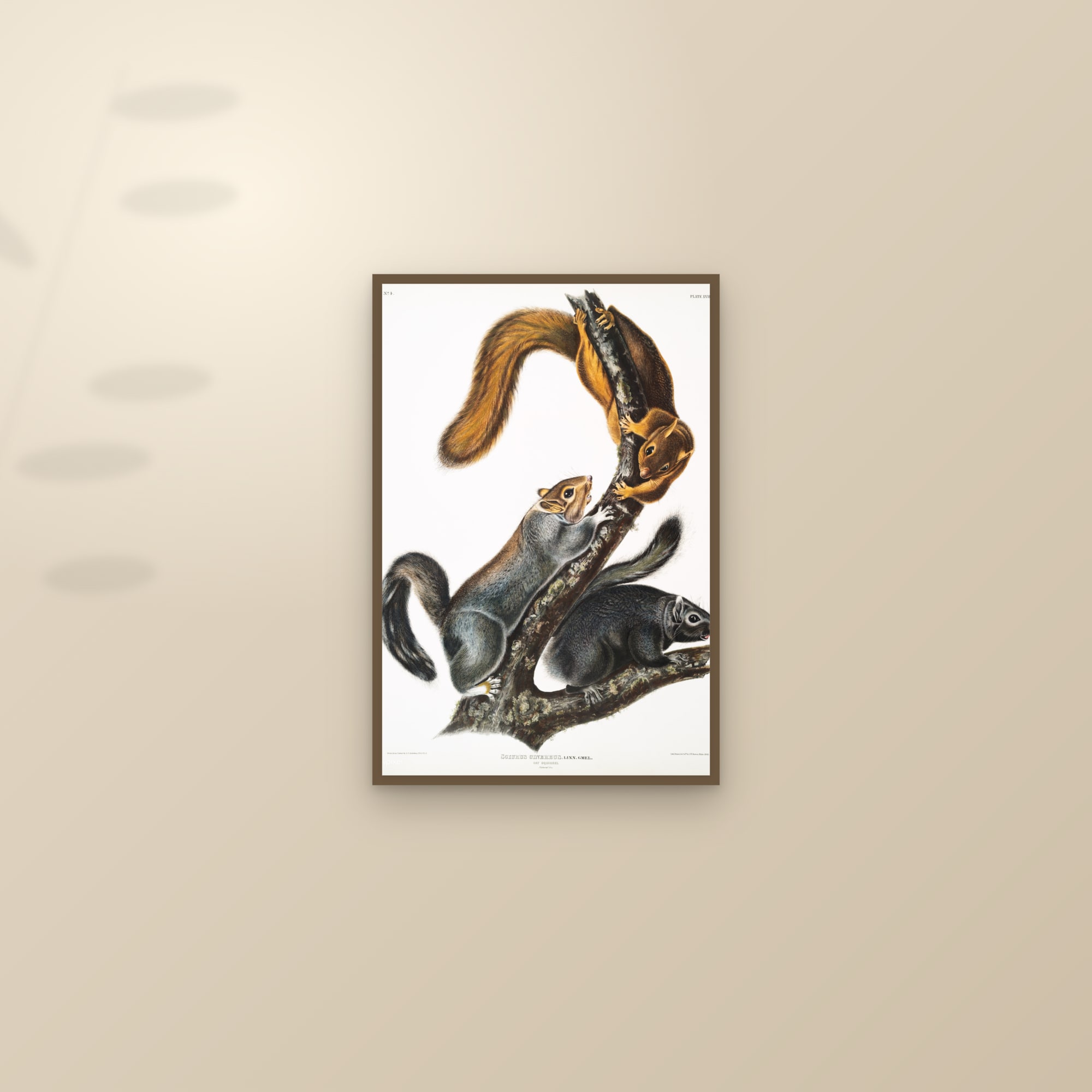 Cat Squirrel — framed and styled on a sunlit wall