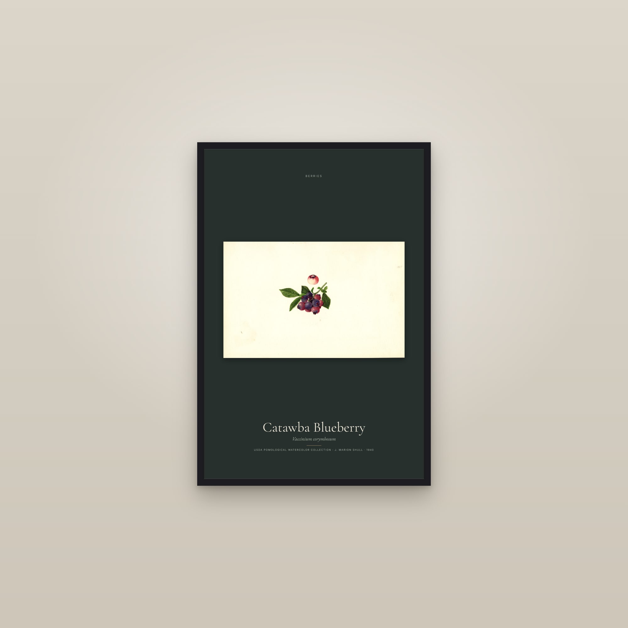 Catawba Blueberry — framed in a gallery setting