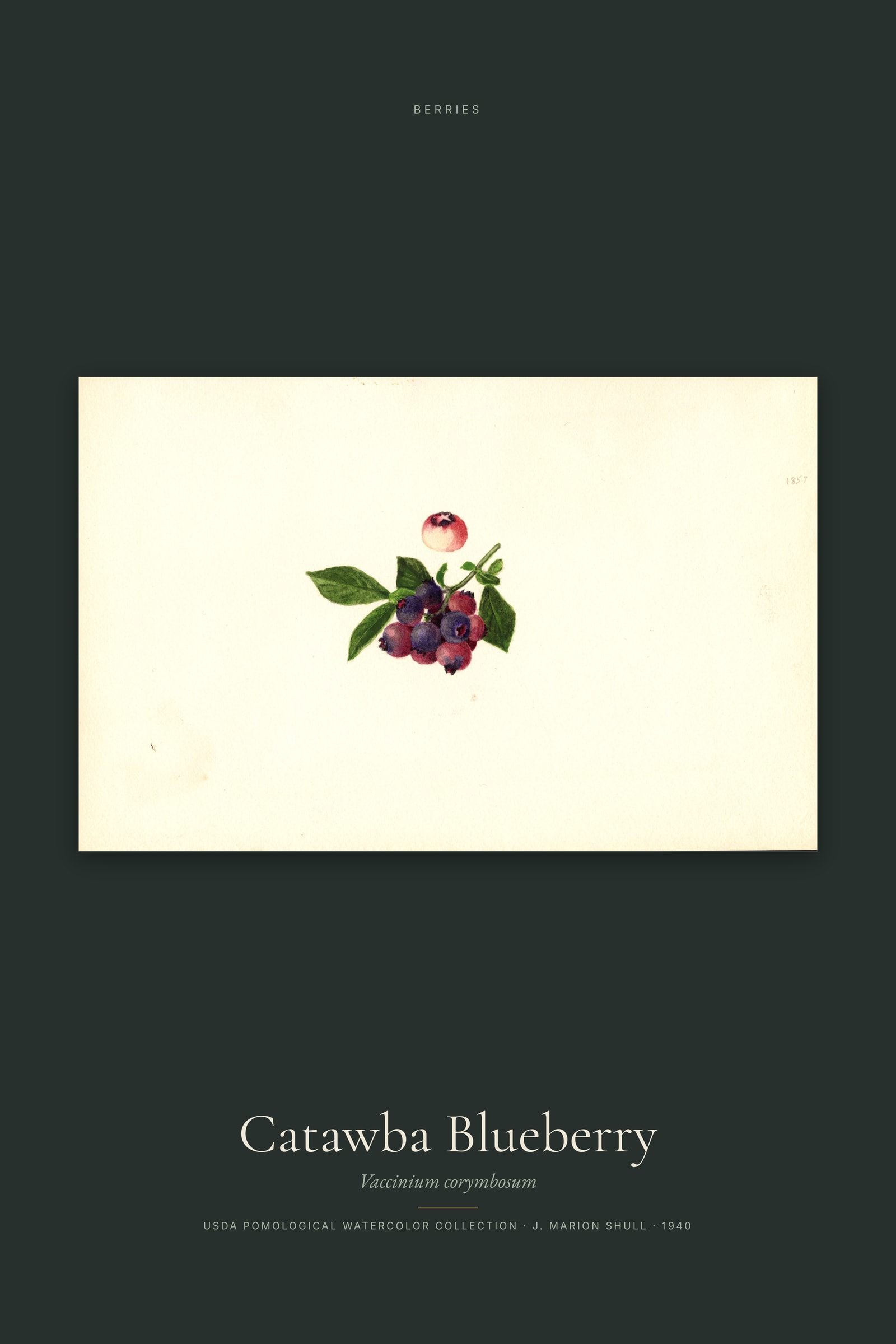Catawba Blueberry