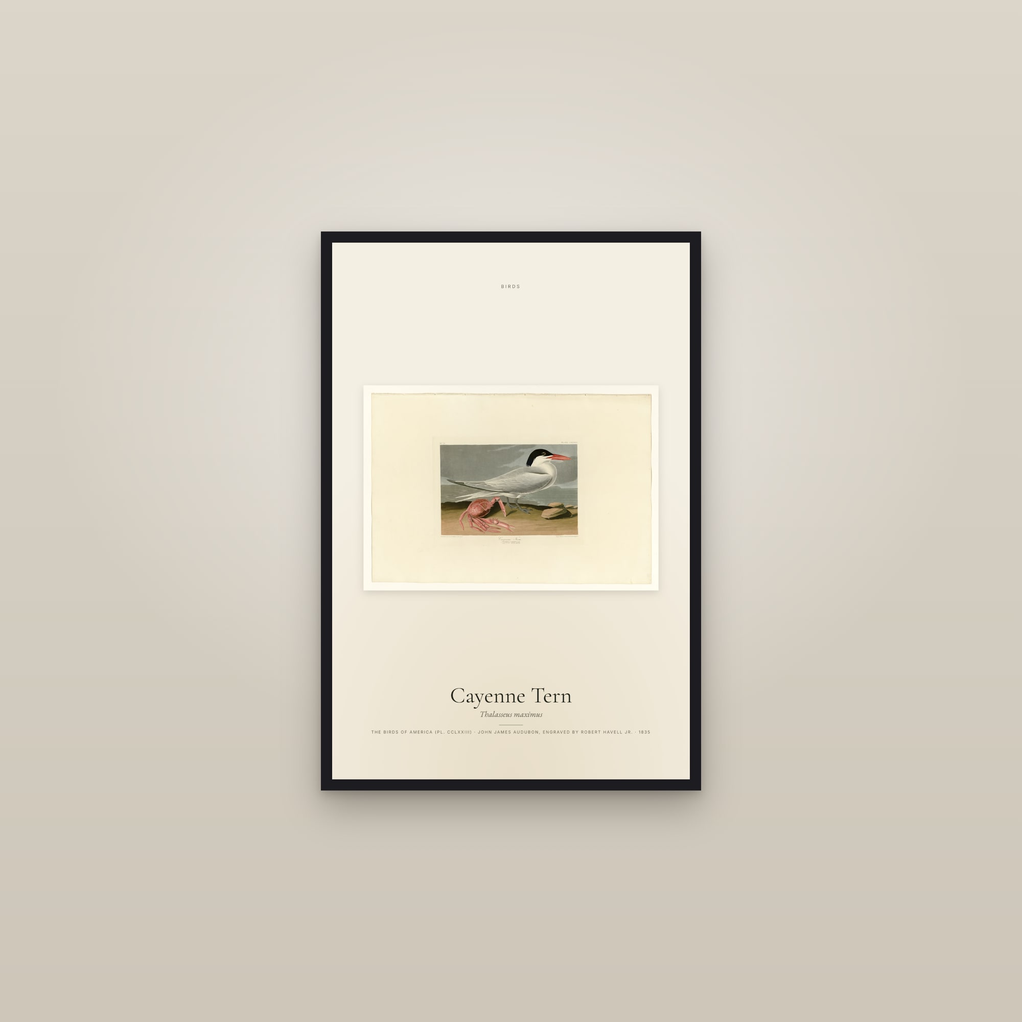 Cayenne Tern — framed in a gallery setting