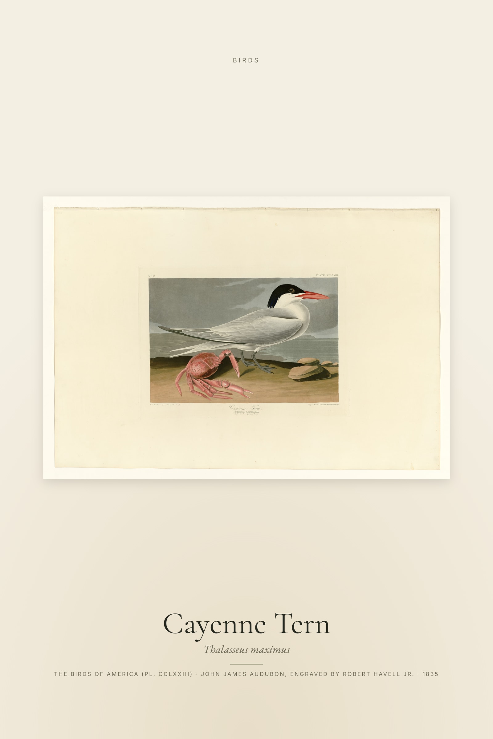 Cayenne Tern