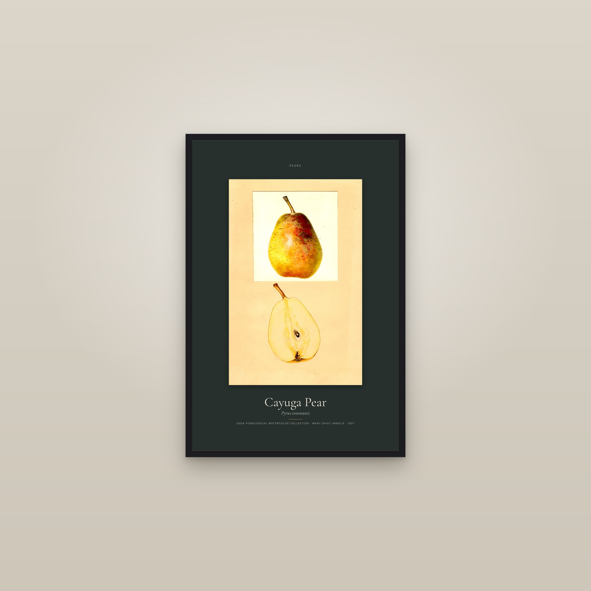 Cayuga Pear — Specimen — framed in a gallery setting