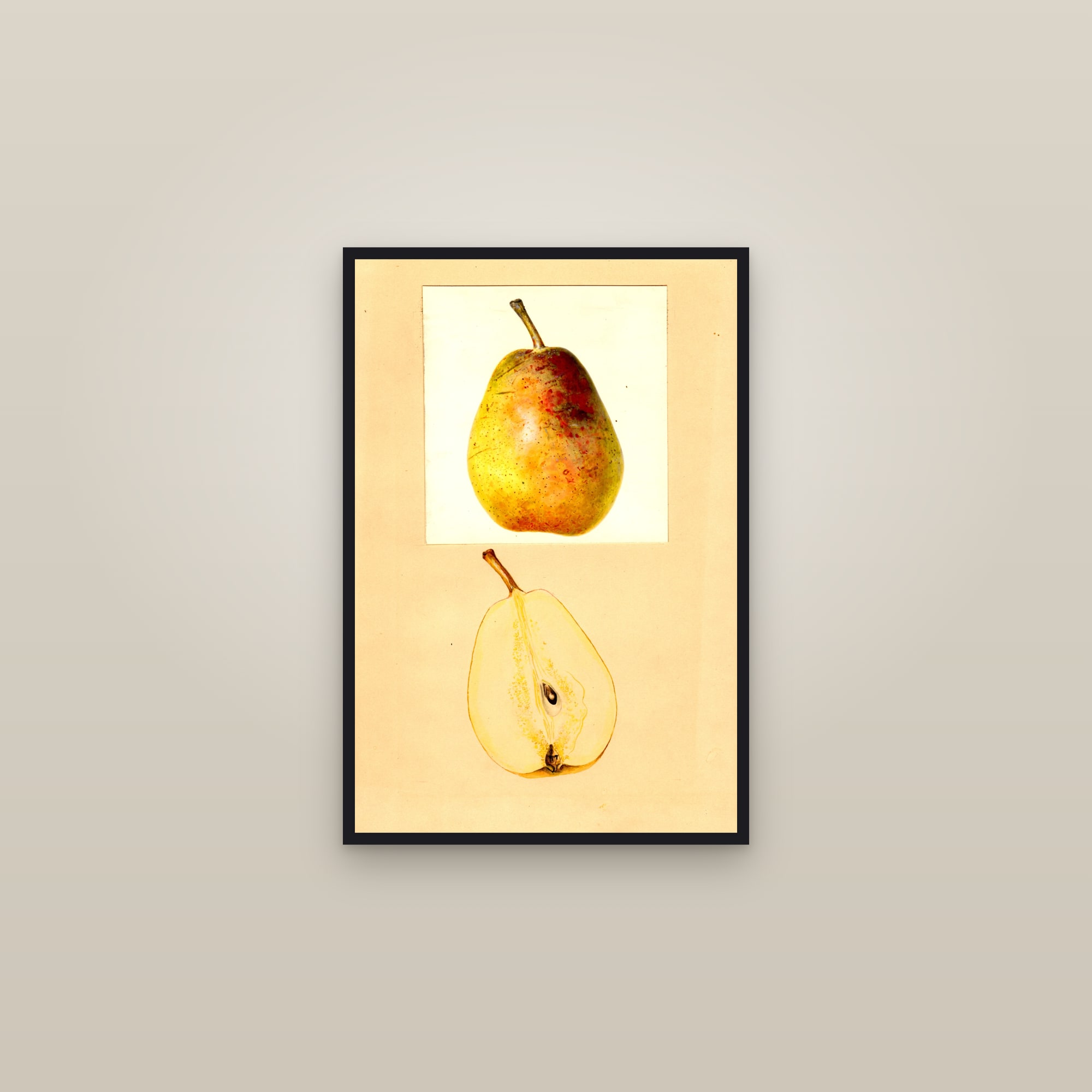 Cayuga Pear — framed in a gallery setting
