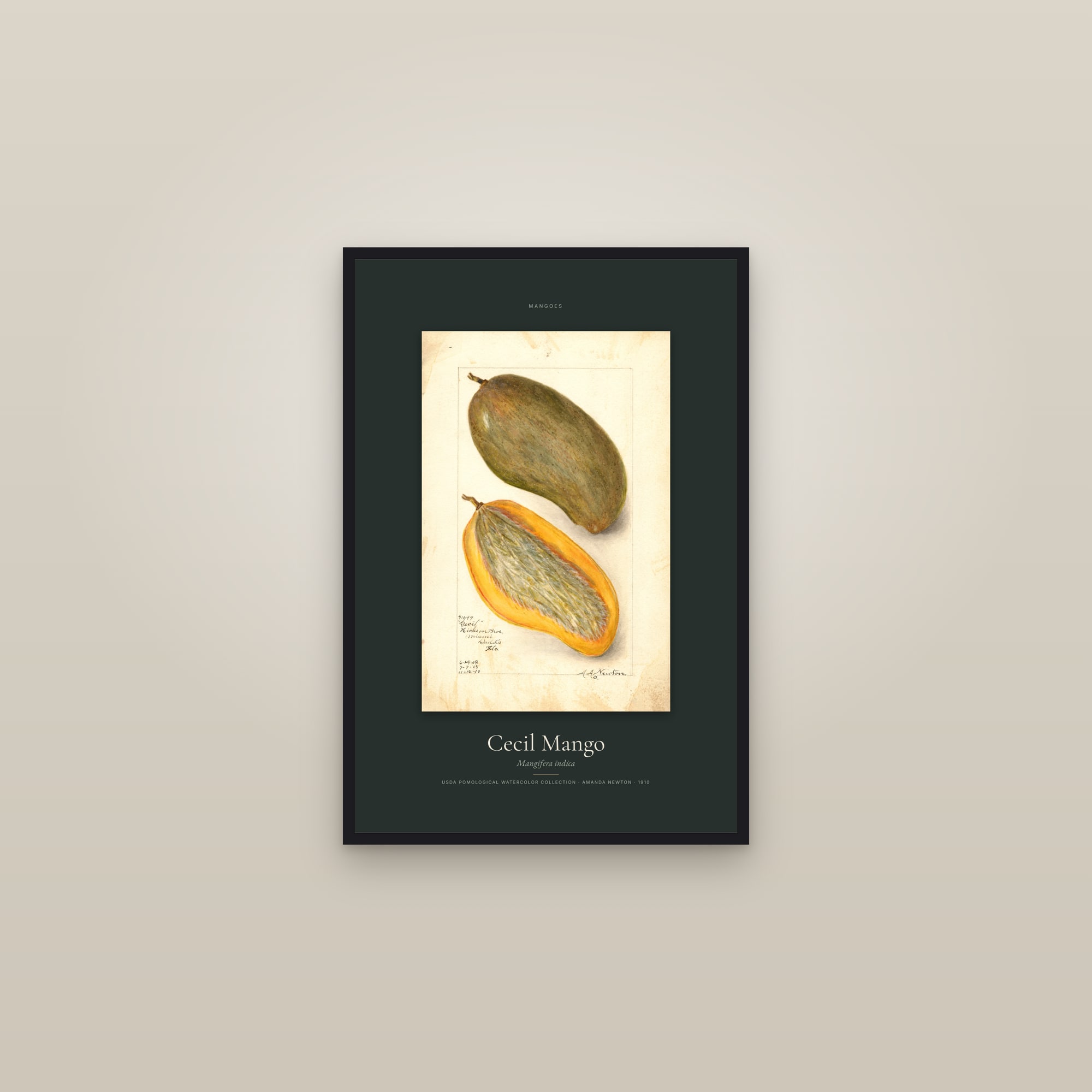 Cecil Mango — Specimen — framed in a gallery setting
