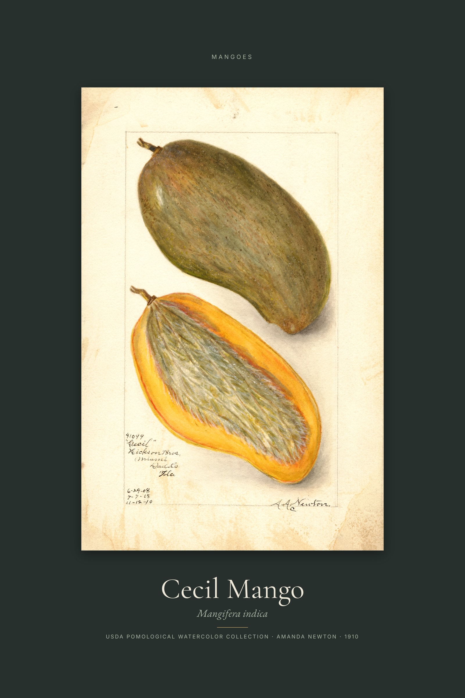 Cecil Mango — Specimen