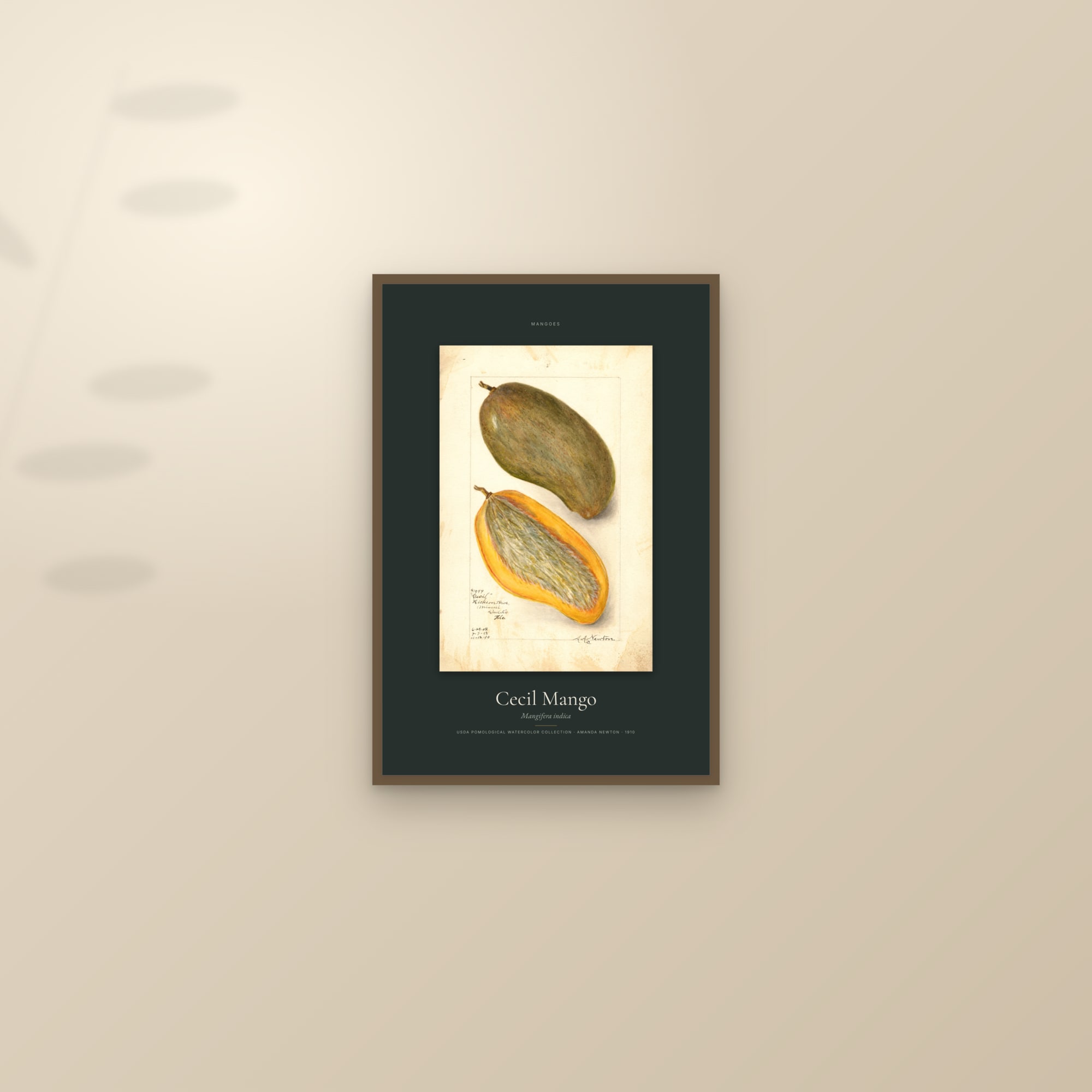 Cecil Mango — Specimen — framed and styled on a sunlit wall
