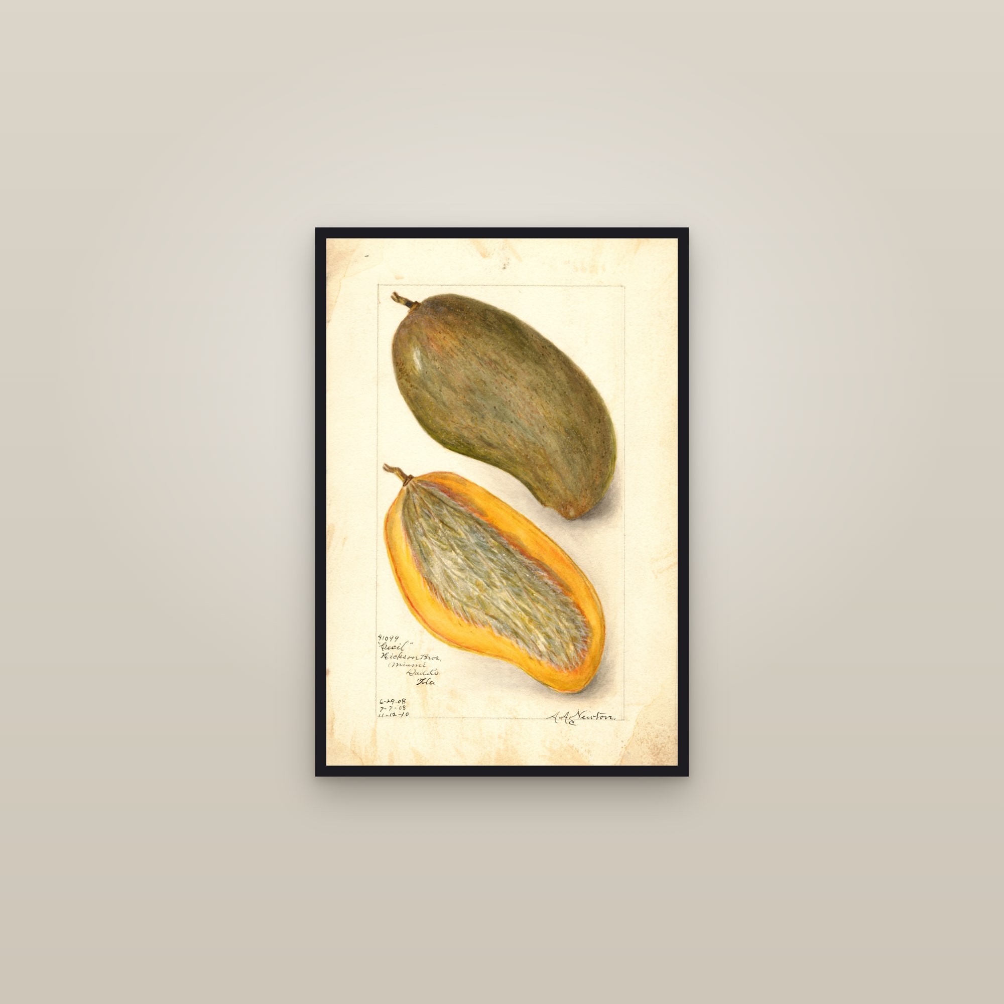 Cecil Mango — framed in a gallery setting