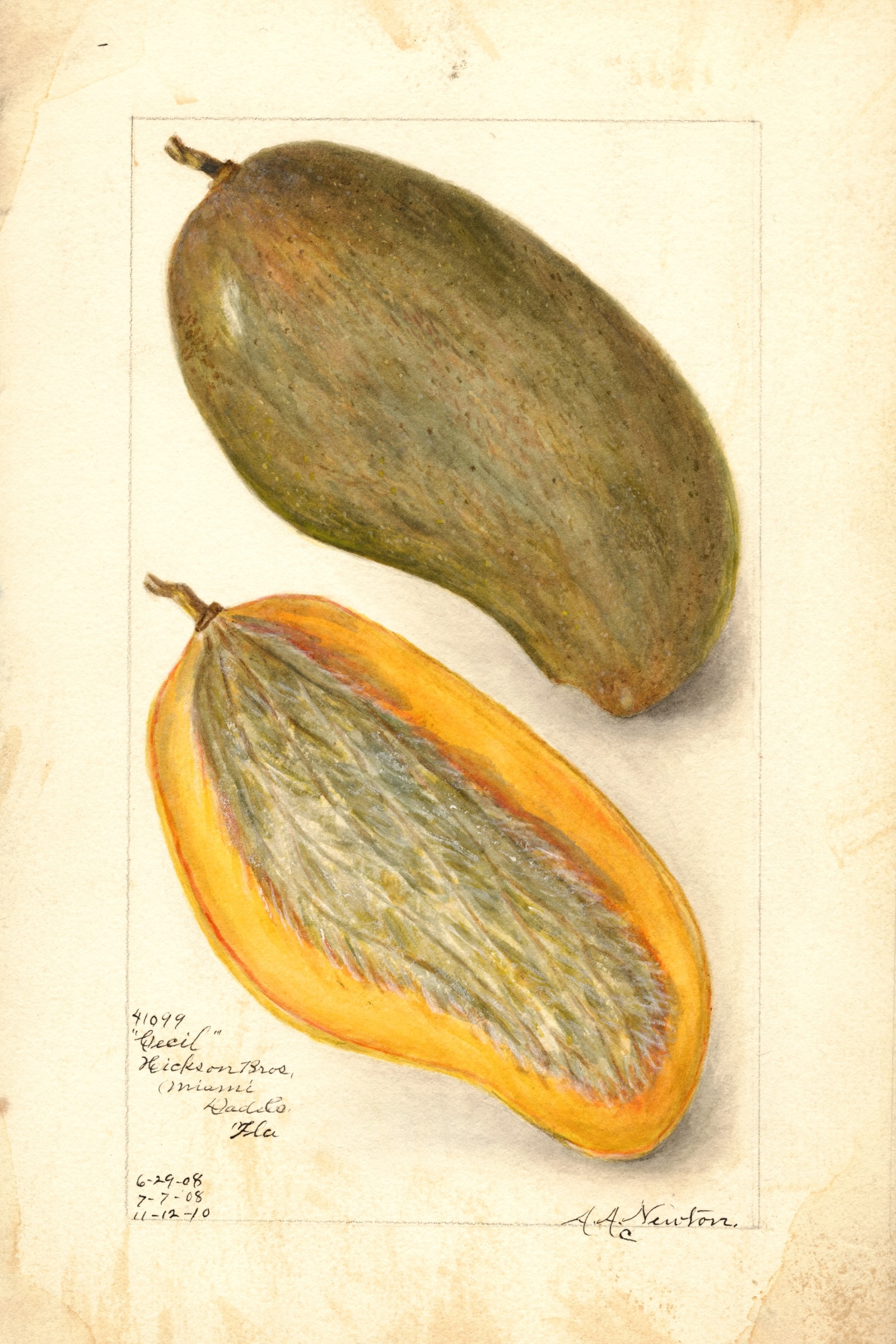 Cecil Mango