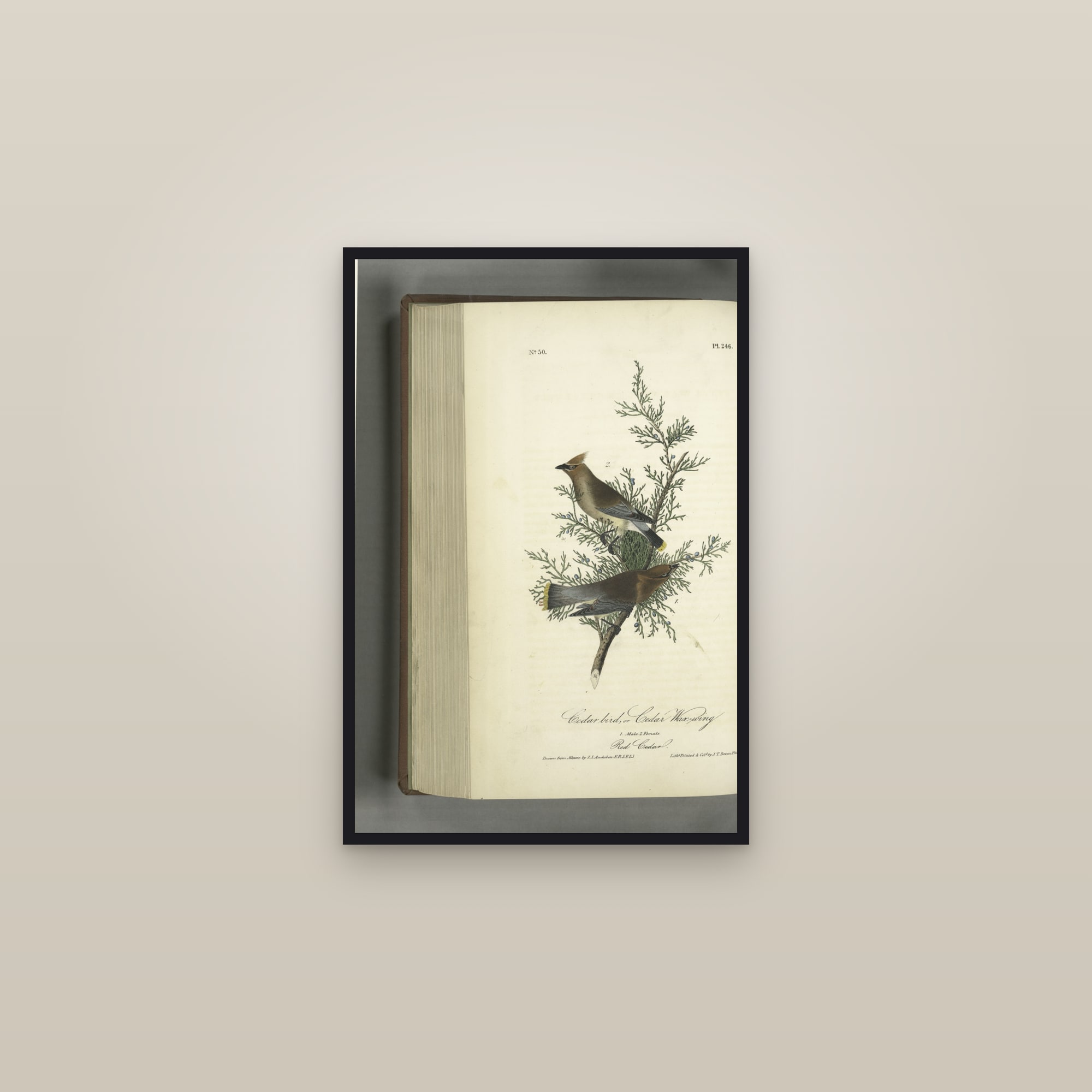 Cedar Waxwing — framed in a gallery setting