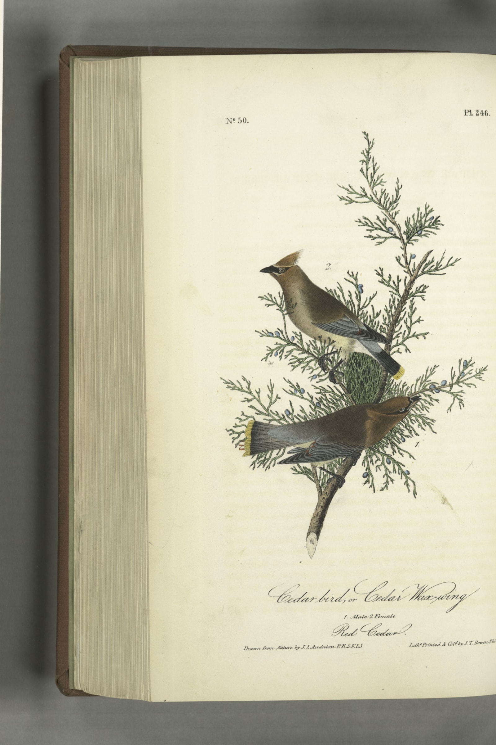 Cedar Waxwing