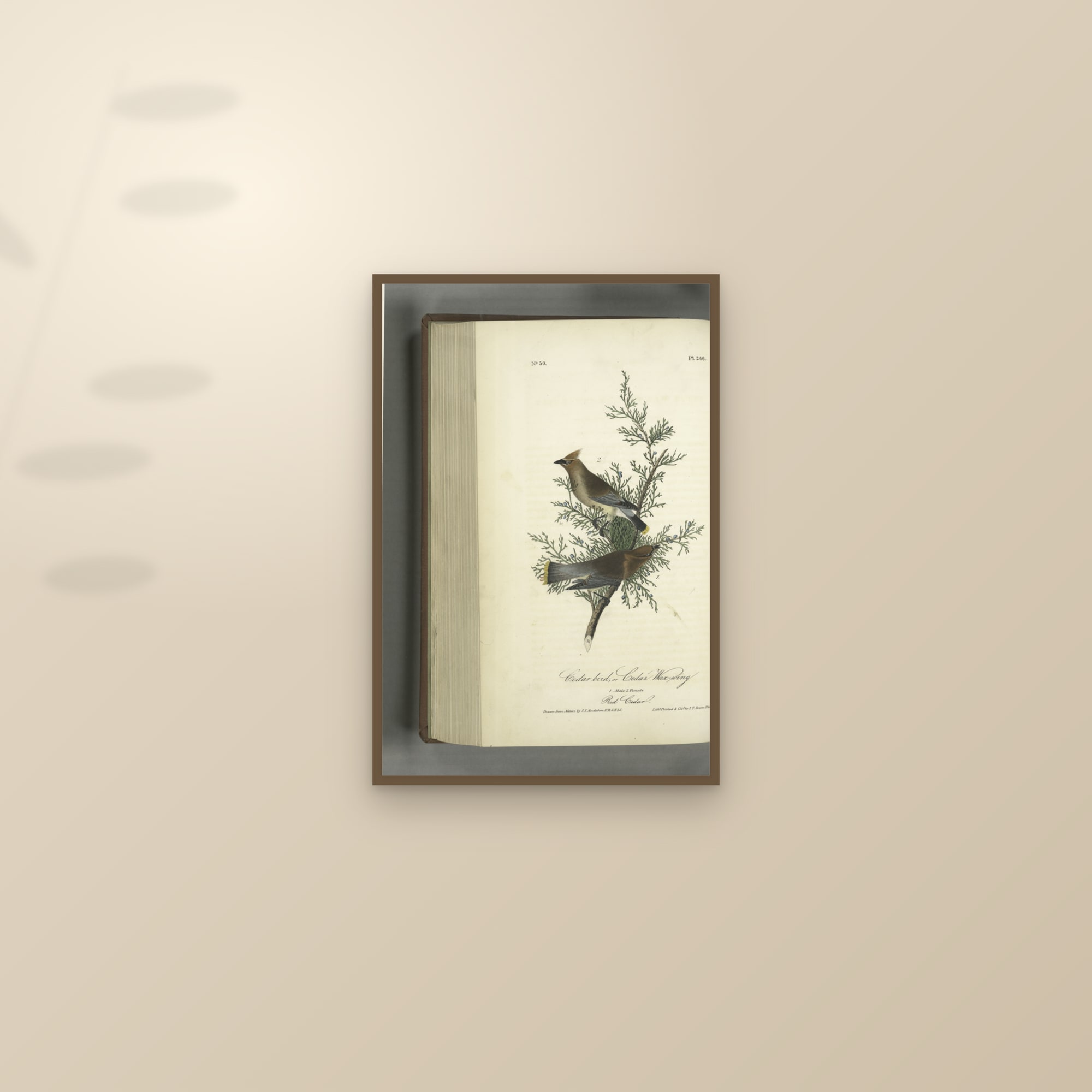 Cedar Waxwing — framed and styled on a sunlit wall