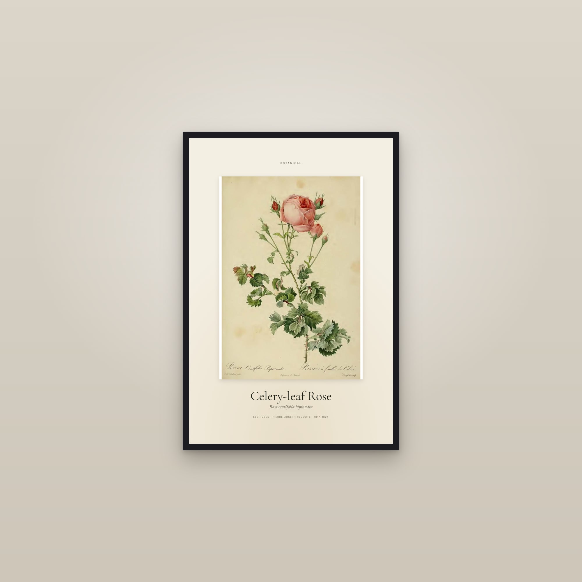 Celery-leaf Rose — Specimen — framed in a gallery setting