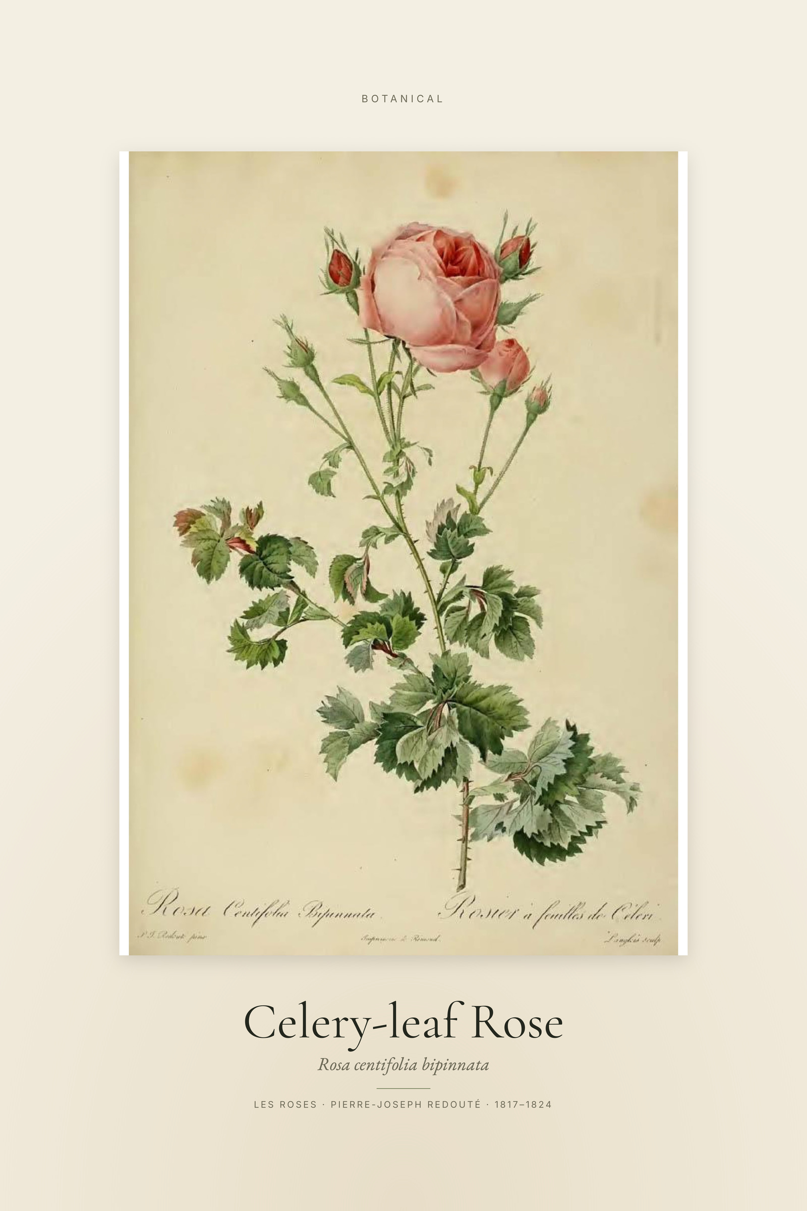 Celery-leaf Rose — Specimen