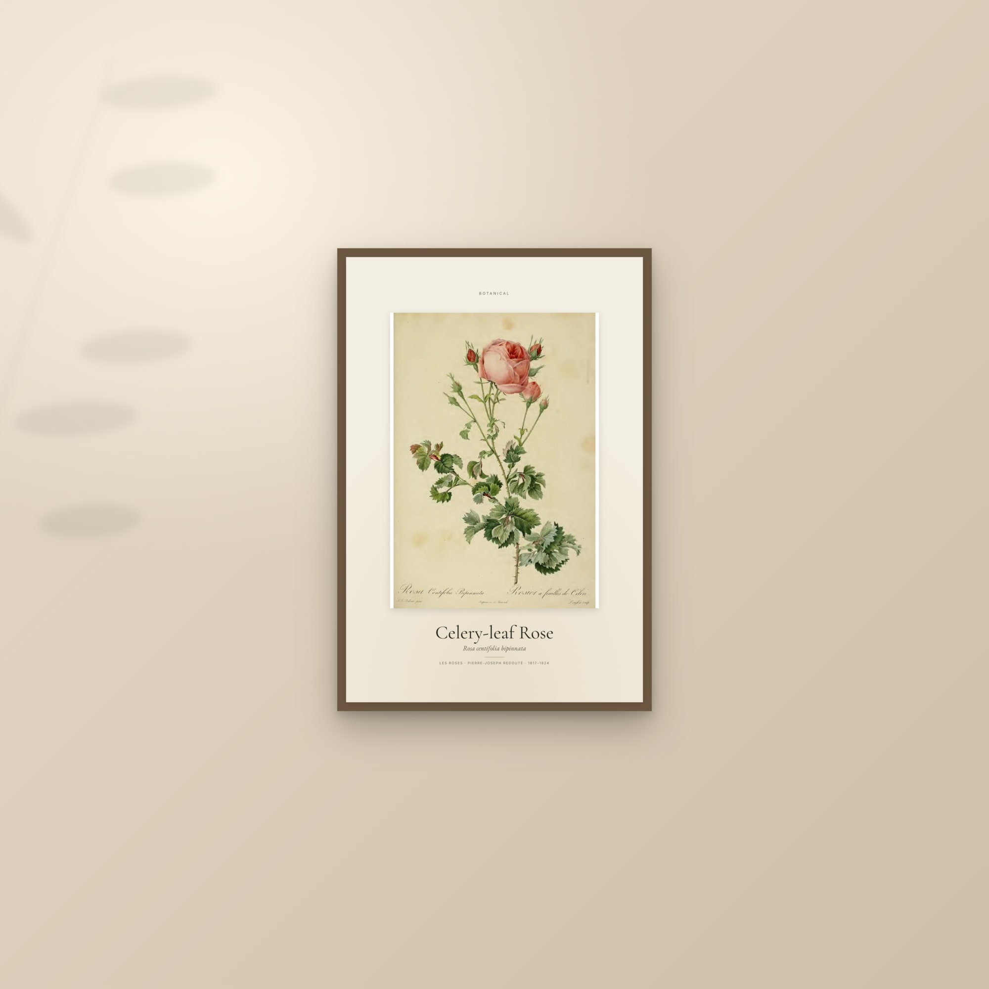 Celery-leaf Rose — Specimen — framed and styled on a sunlit wall