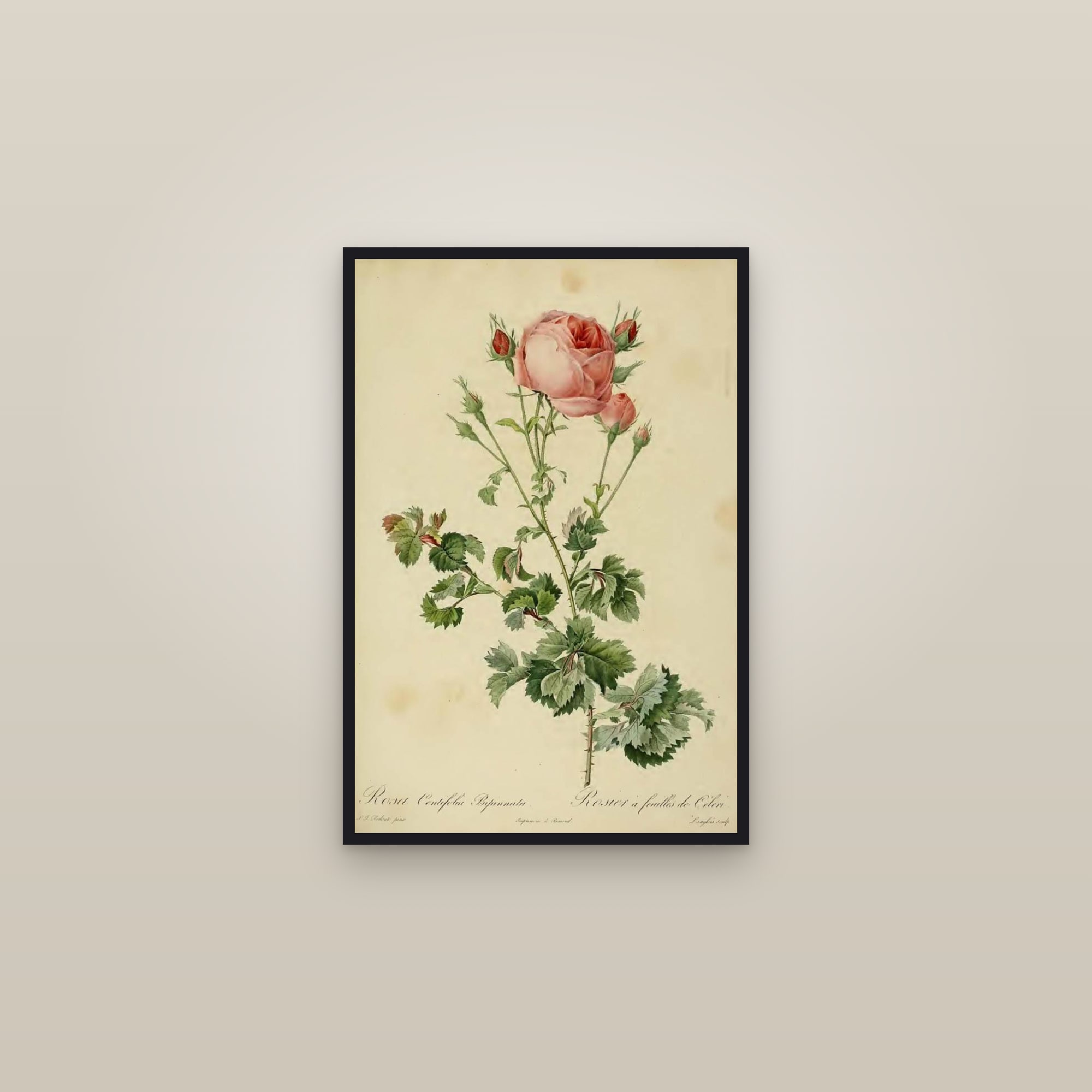 Celery-leaf Rose — framed in a gallery setting