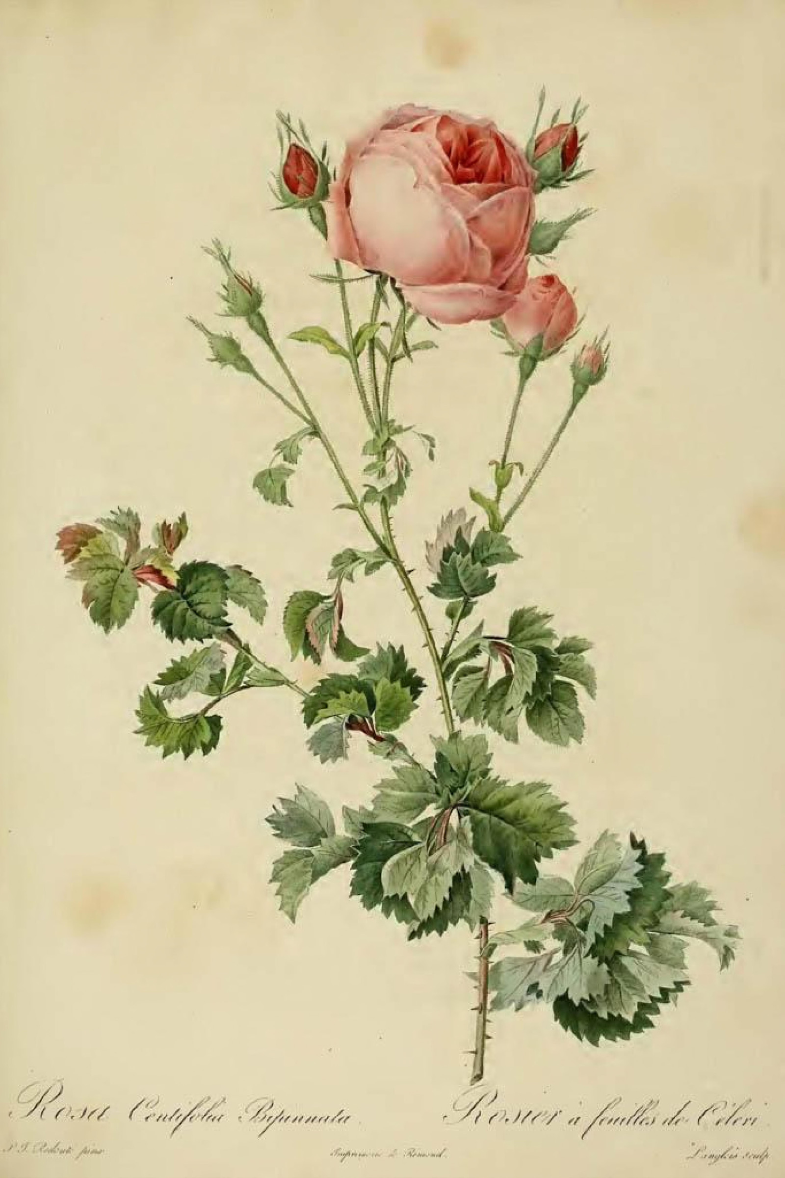 Celery-leaf Rose