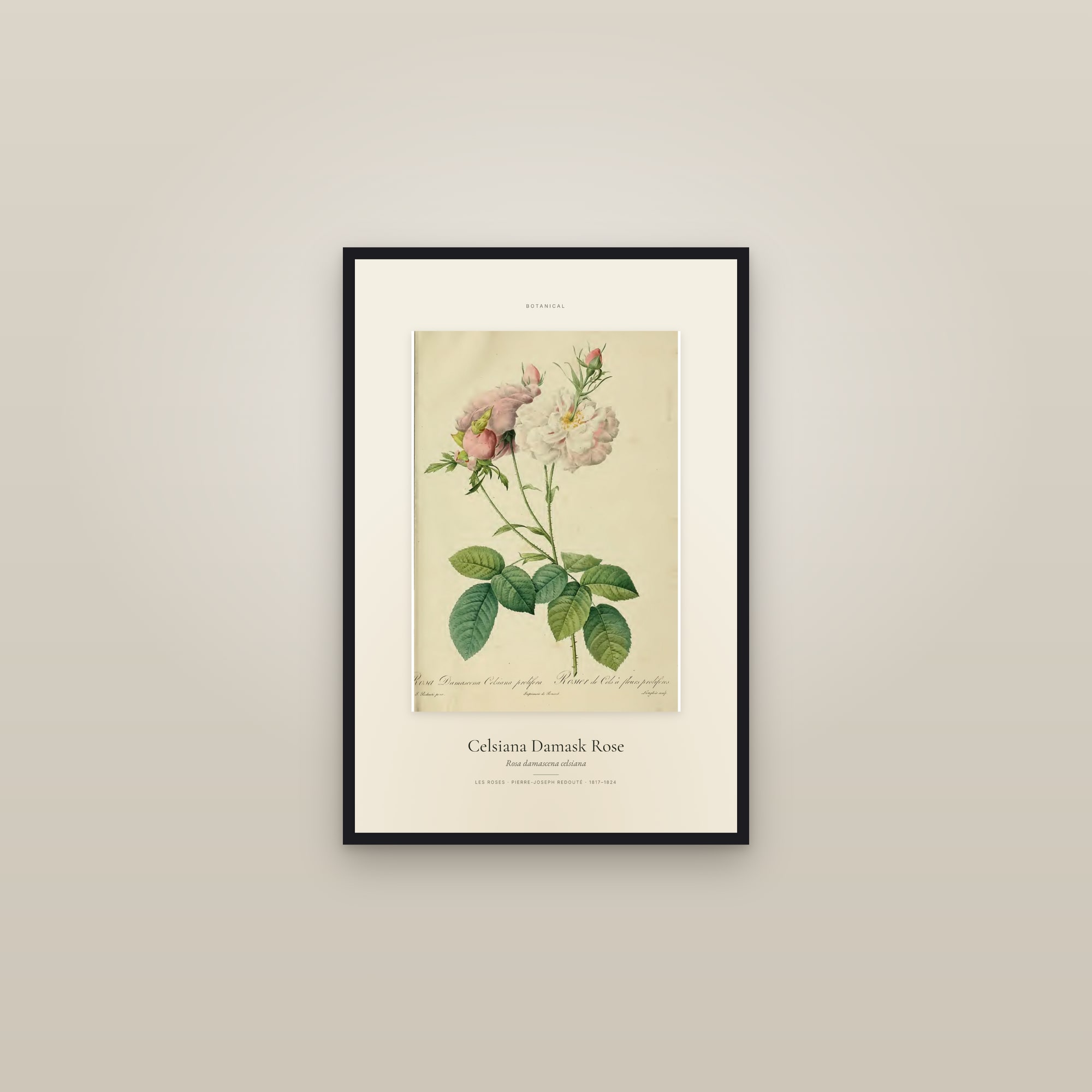 Celsiana Damask Rose — Specimen — framed in a gallery setting