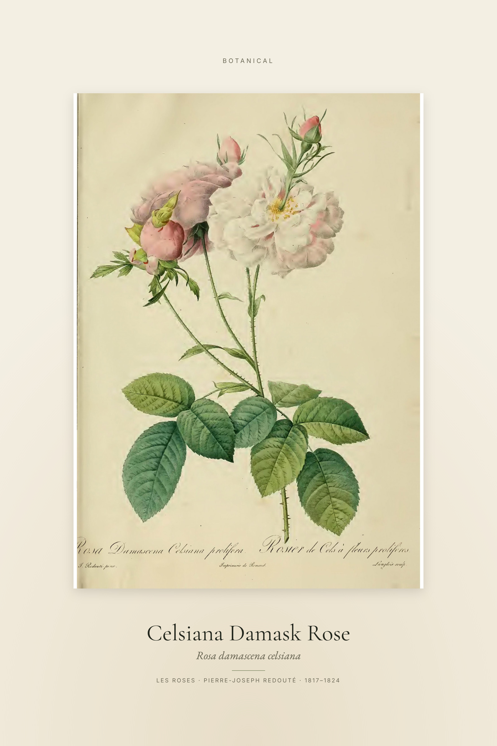 Celsiana Damask Rose — Specimen