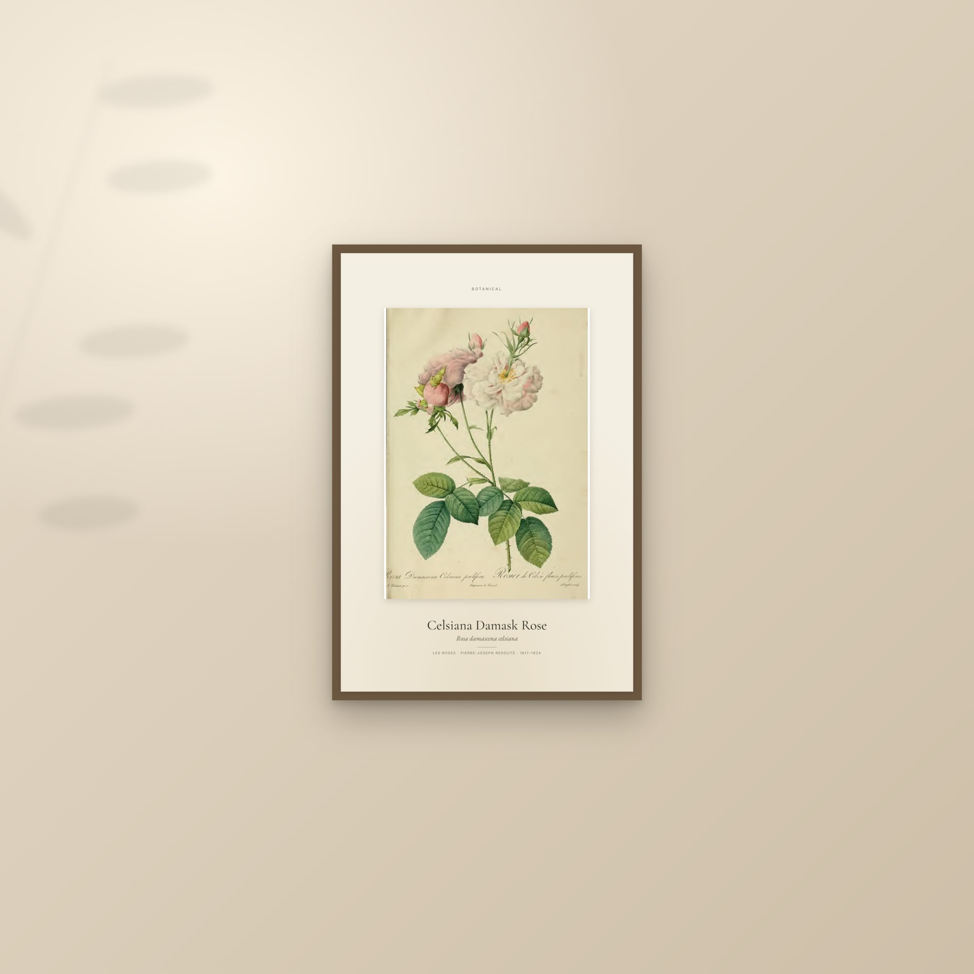 Celsiana Damask Rose — Specimen — framed and styled on a sunlit wall