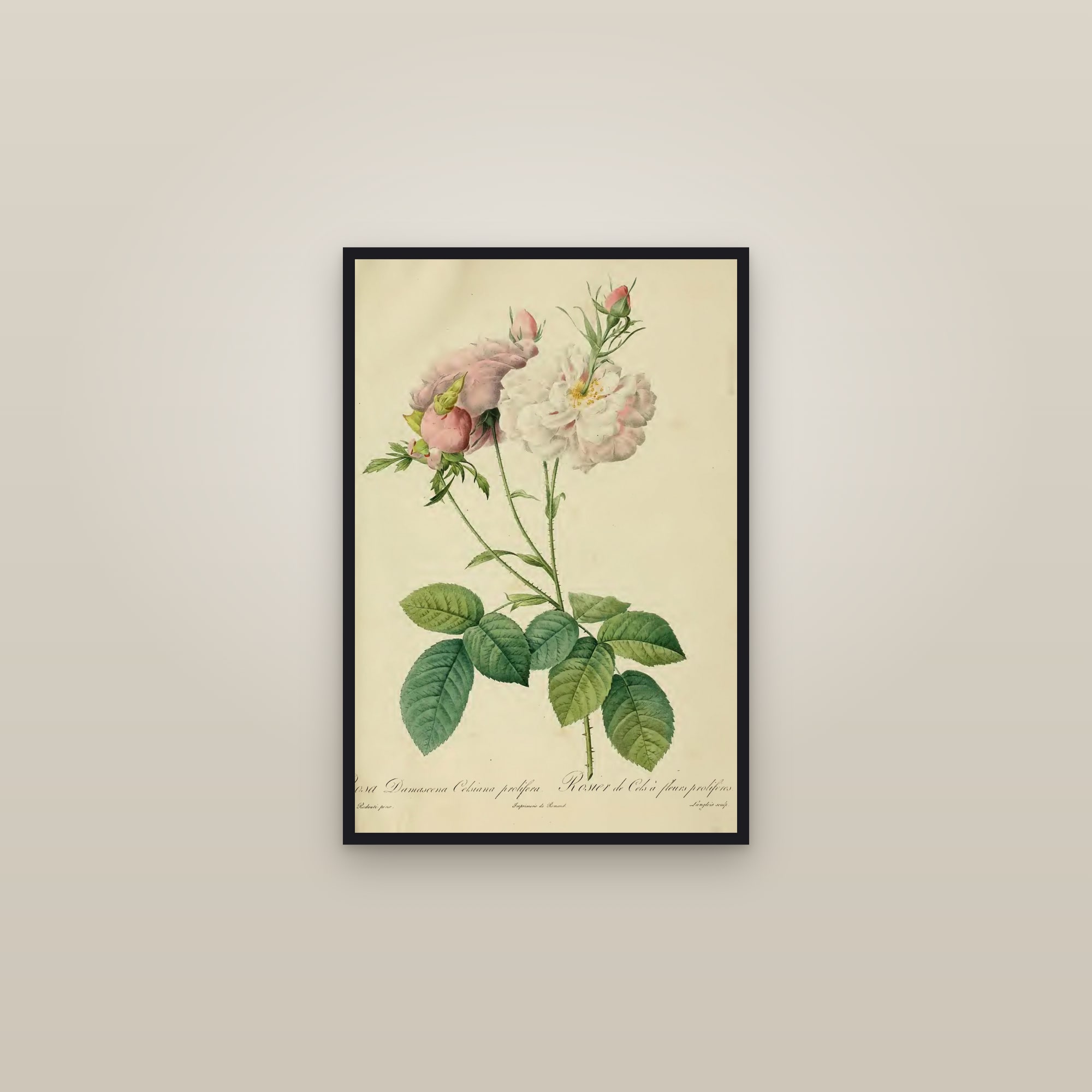 Celsiana Damask Rose — framed in a gallery setting