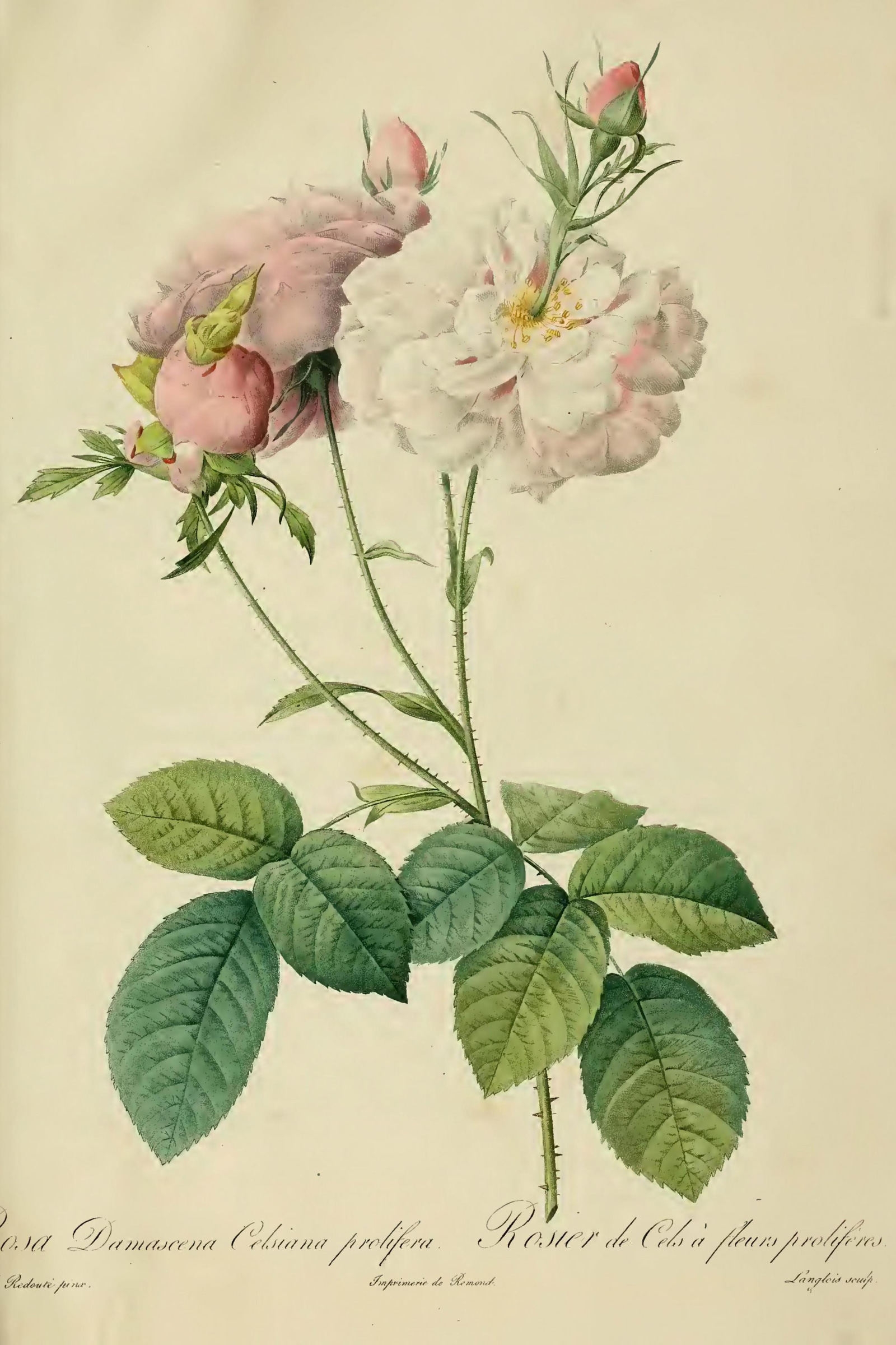 Celsiana Damask Rose