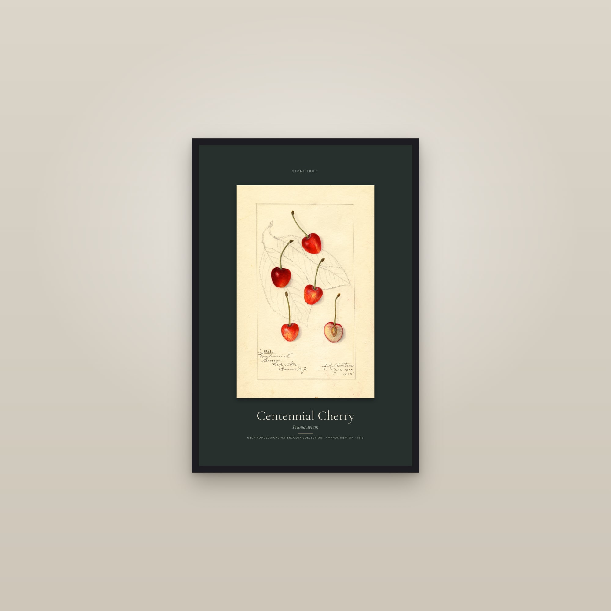 Centennial Cherry — Specimen — framed in a gallery setting