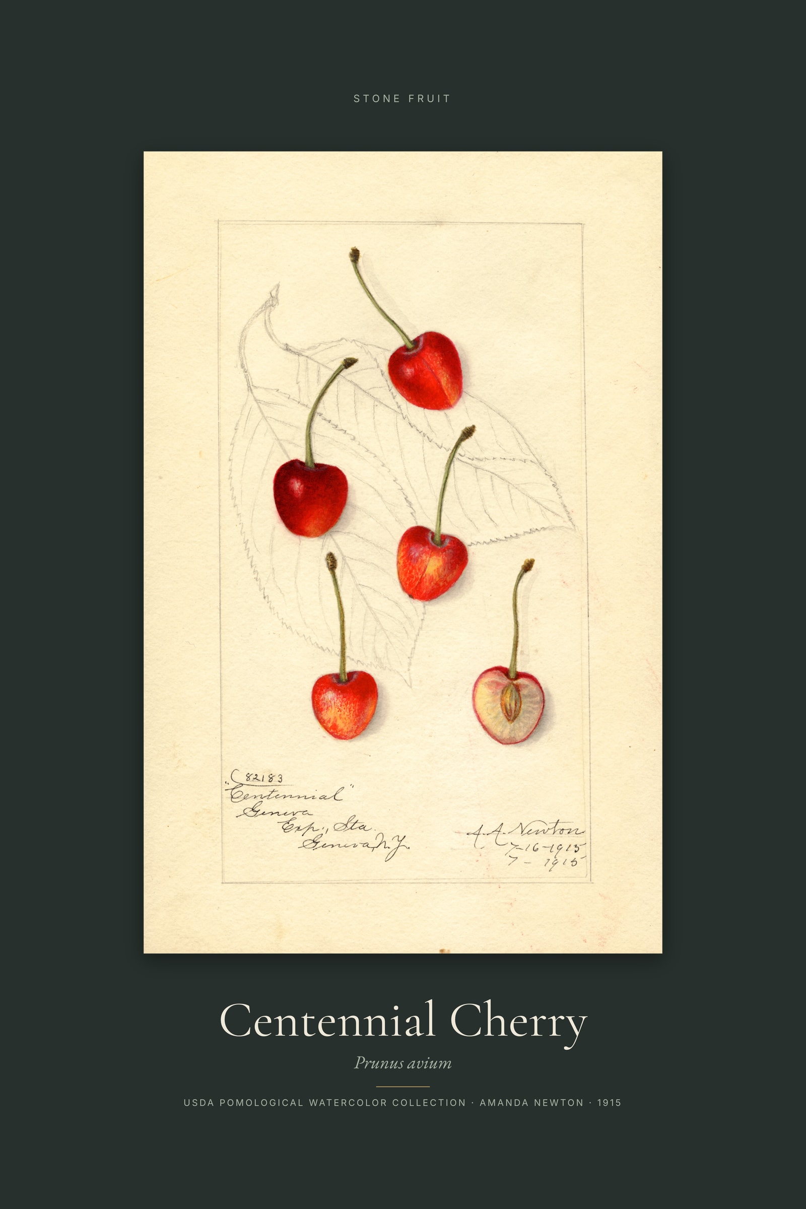 Centennial Cherry — Specimen