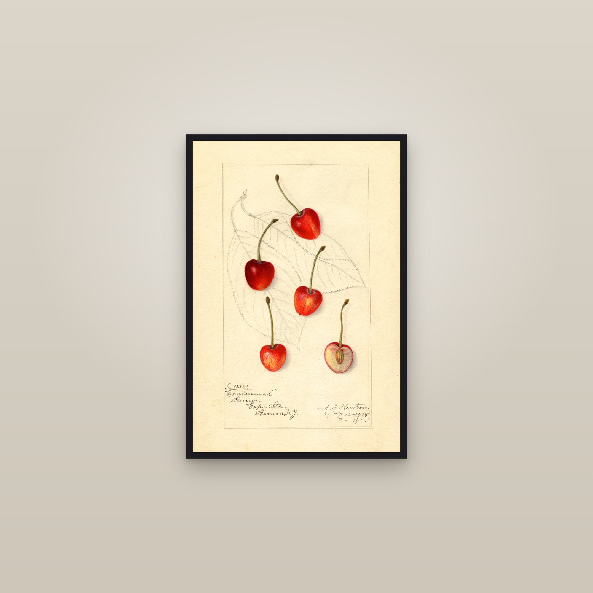 Centennial Cherry — framed in a gallery setting